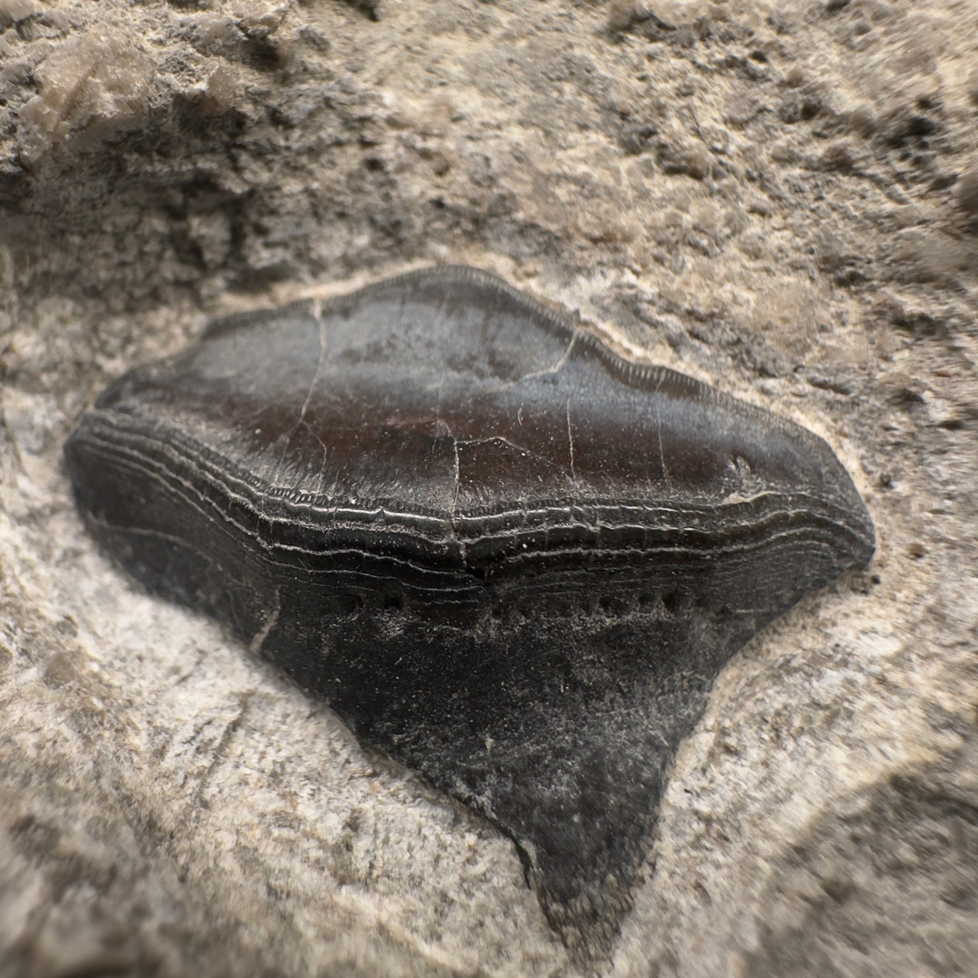 330 million years old - In Matrix Fossil Petalodus sp. - Extinct Petalodont Tooth - Arkansas R587 - Front Closeup3