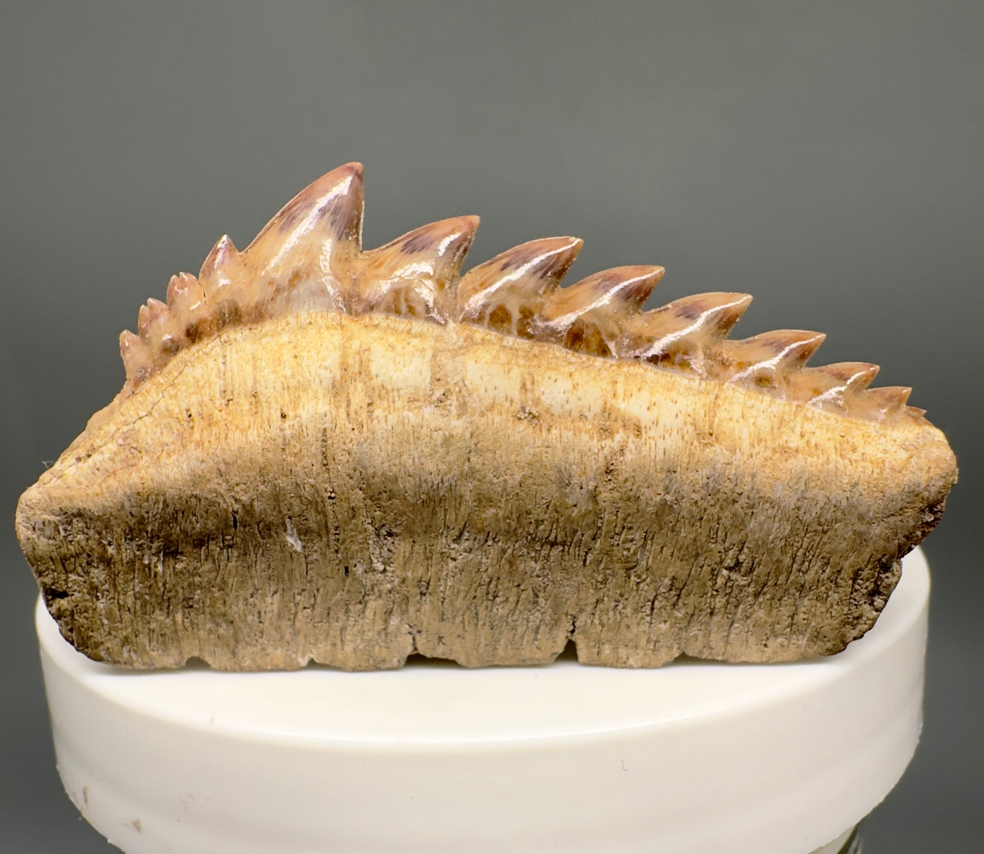 Beautiful 2.07" wide Fossil Notidanodon loozi - Extinct Cow Shark tooth from Morocco R598 - Front