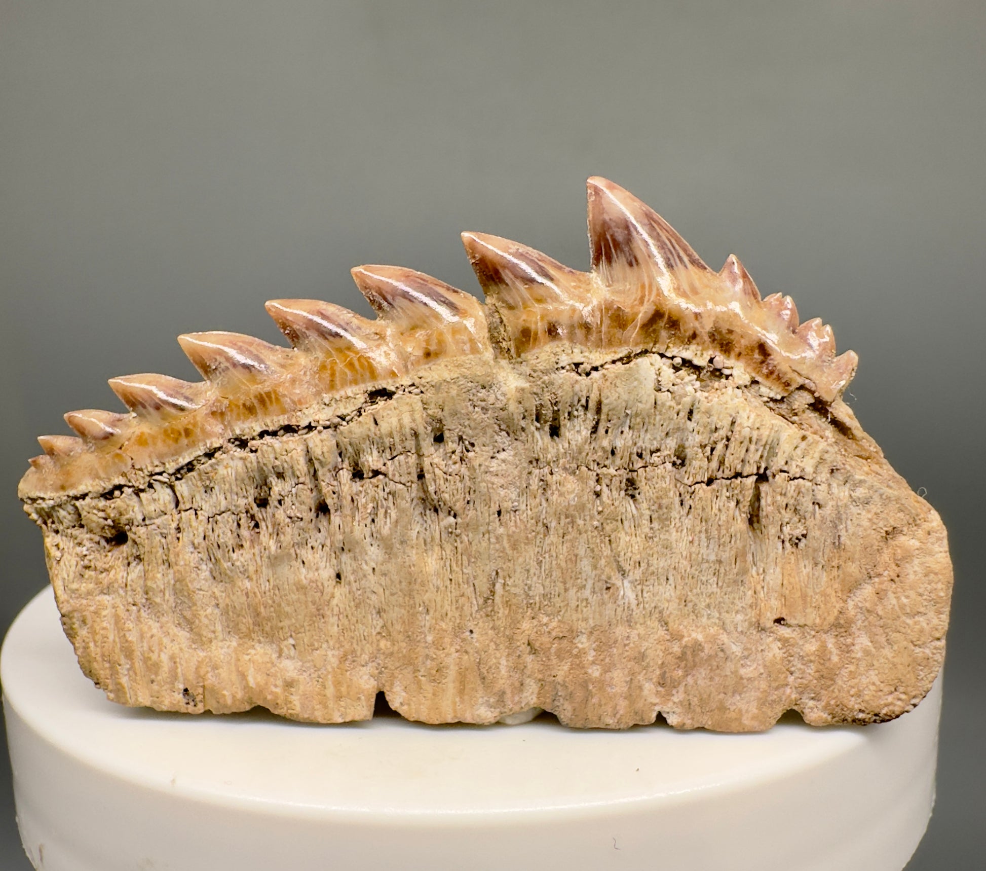 Beautiful 2.07" wide Fossil Notidanodon loozi - Extinct Cow Shark tooth from Morocco R598 - Back