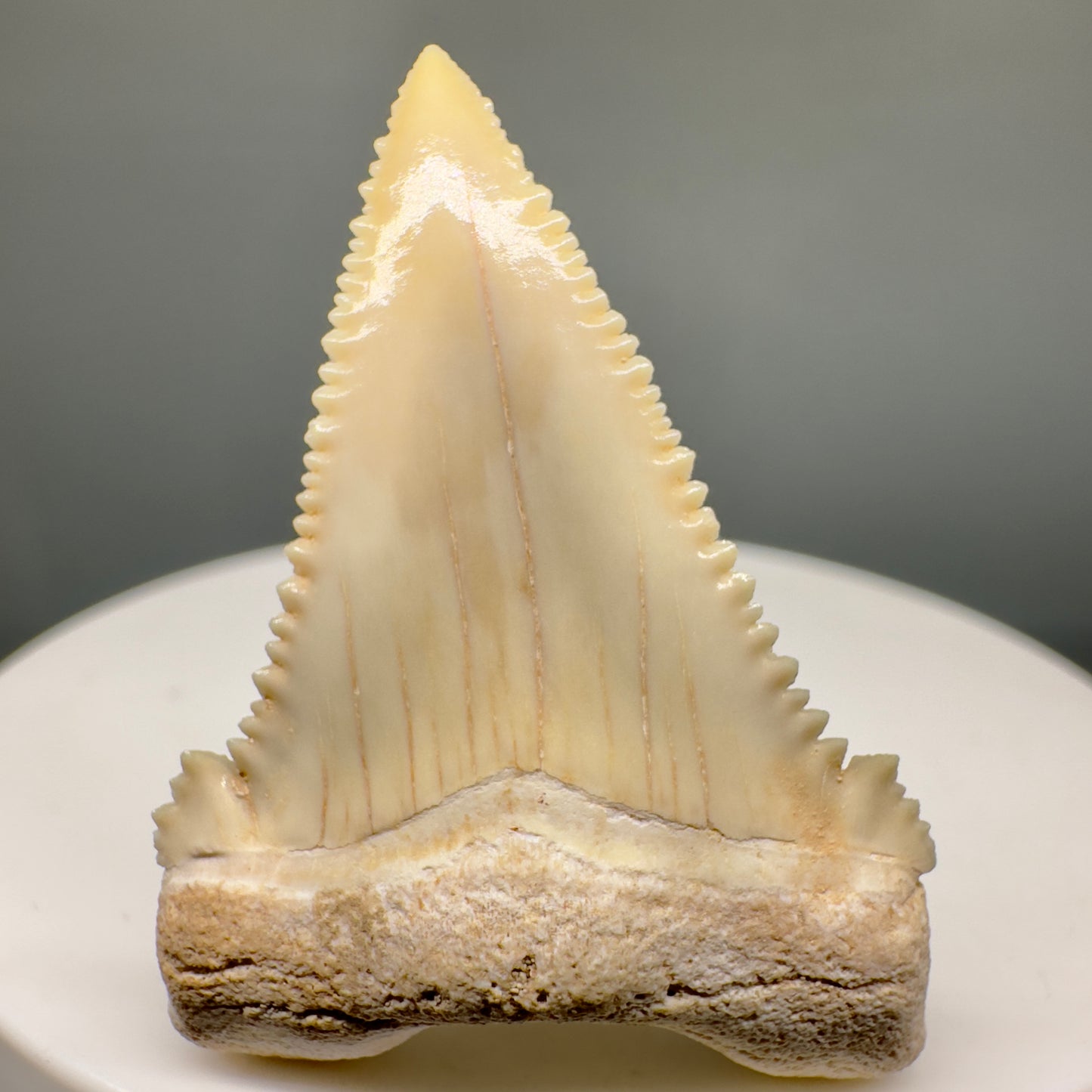 Gorgeous 1.52" Fossil Palaeocarcharodon orientalis tooth - Morocco R601 - Front 