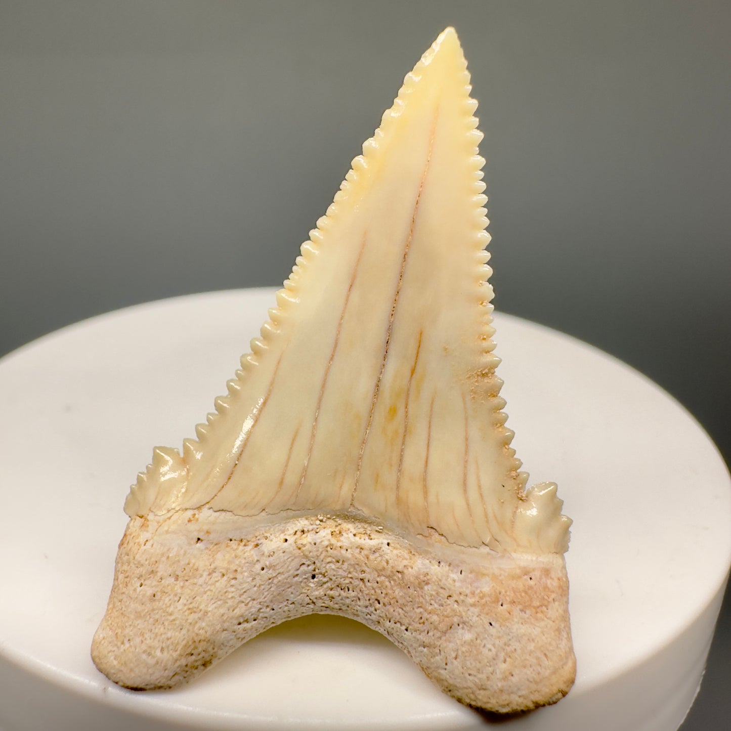 Gorgeous 1.52" Fossil Palaeocarcharodon orientalis tooth - Morocco R601 - Back 