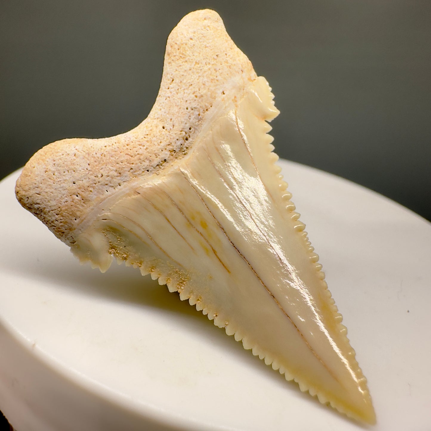 Gorgeous 1.52" Fossil Palaeocarcharodon orientalis tooth - Morocco R601 - Back Left