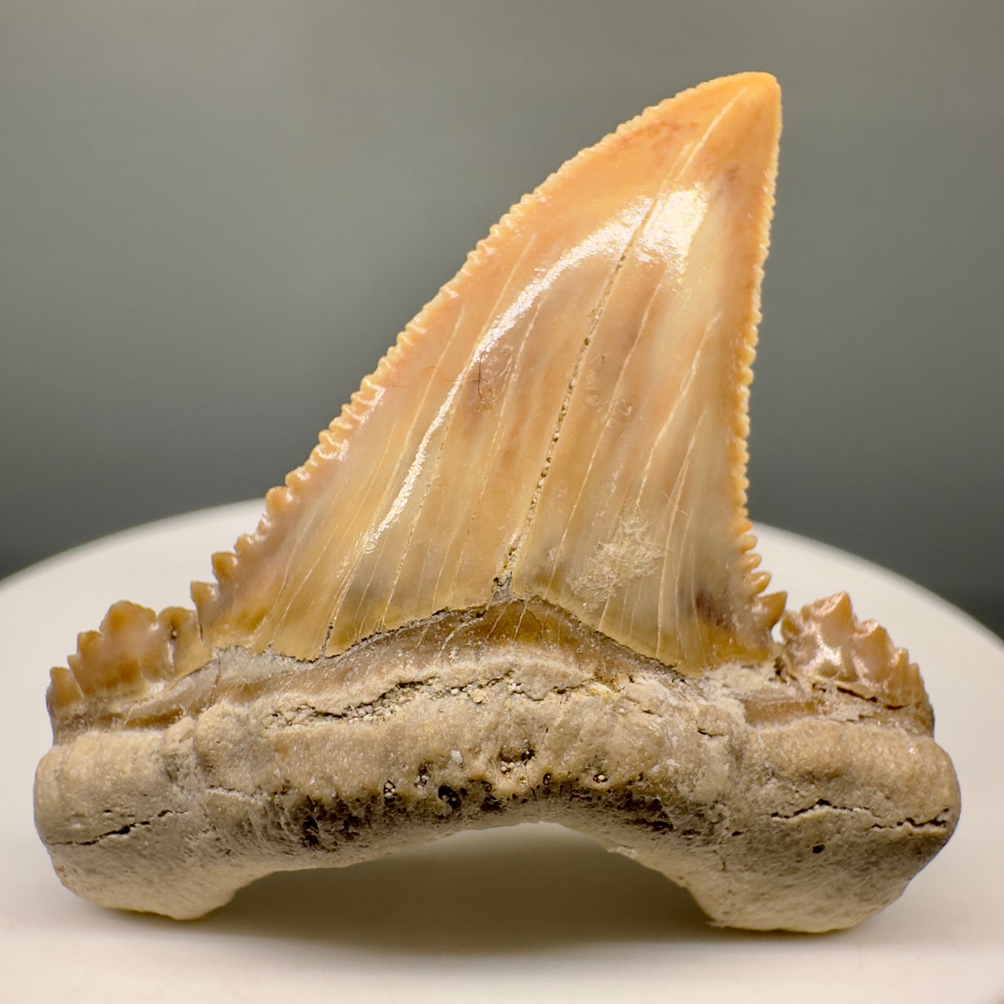 Gorgeous 1.68" Fossil Palaeocarcharodon orientalis tooth - Morocco R6000 - Front