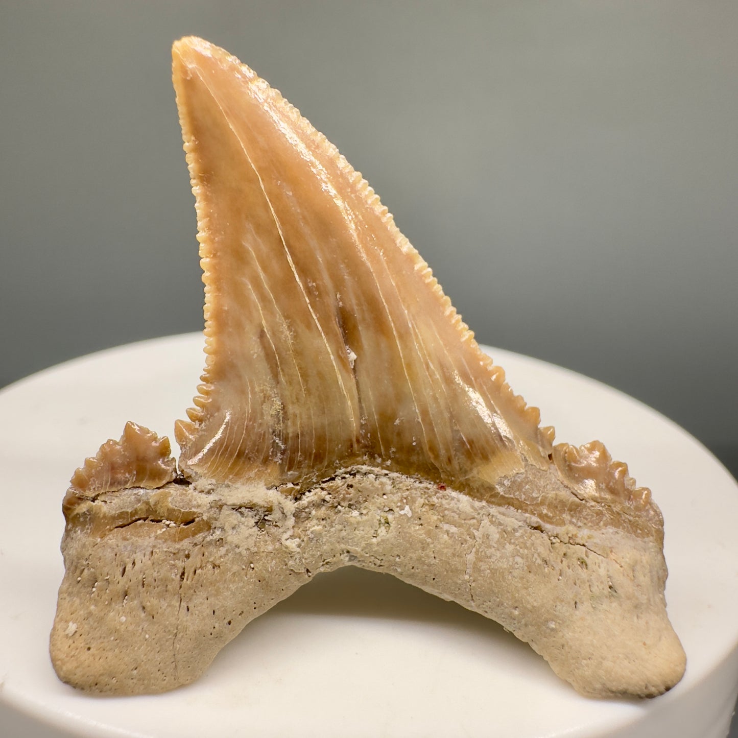 Gorgeous 1.68" Fossil Palaeocarcharodon orientalis tooth - Morocco R6000 - Back