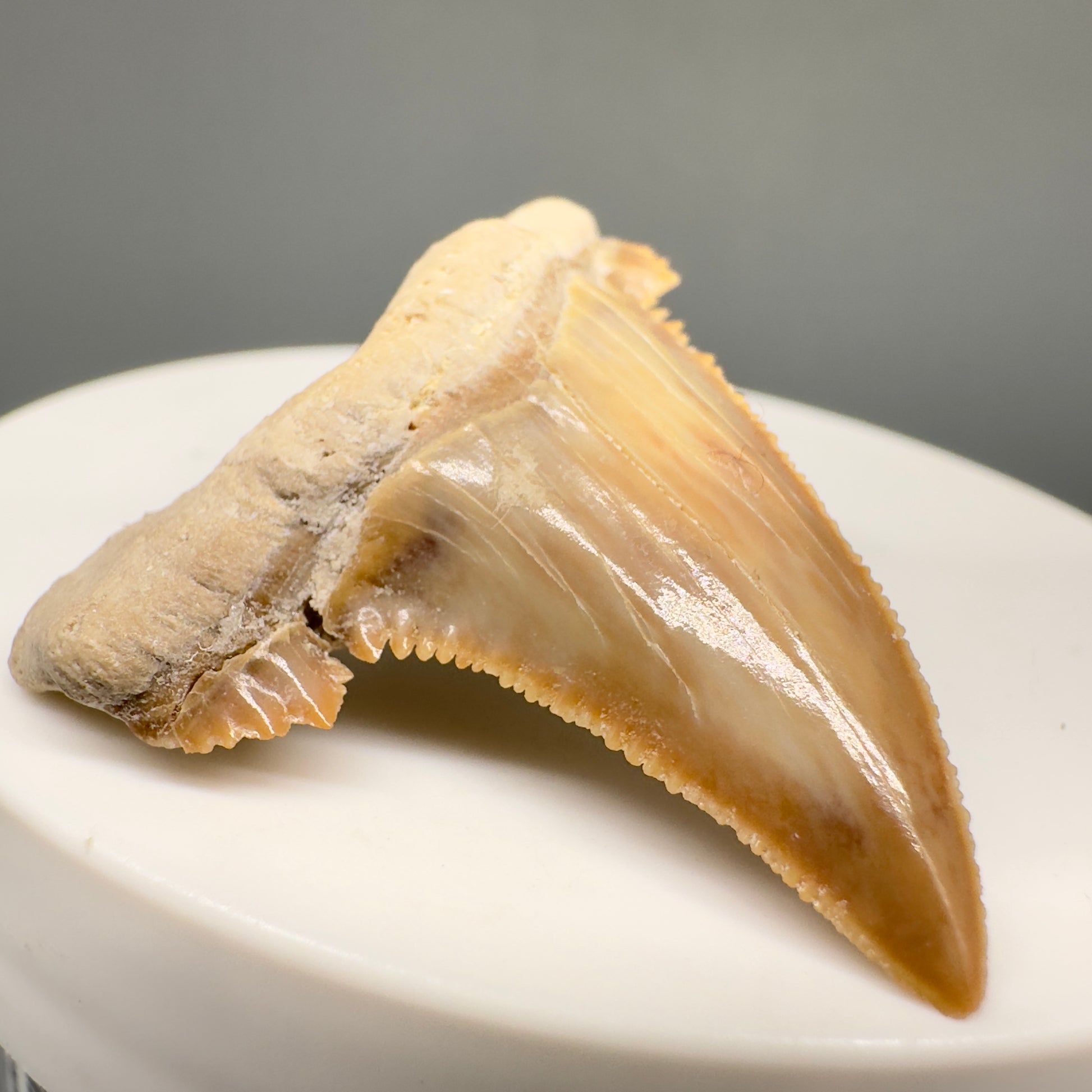 Gorgeous 1.68" Fossil Palaeocarcharodon orientalis tooth - Morocco R6000 - Front Left