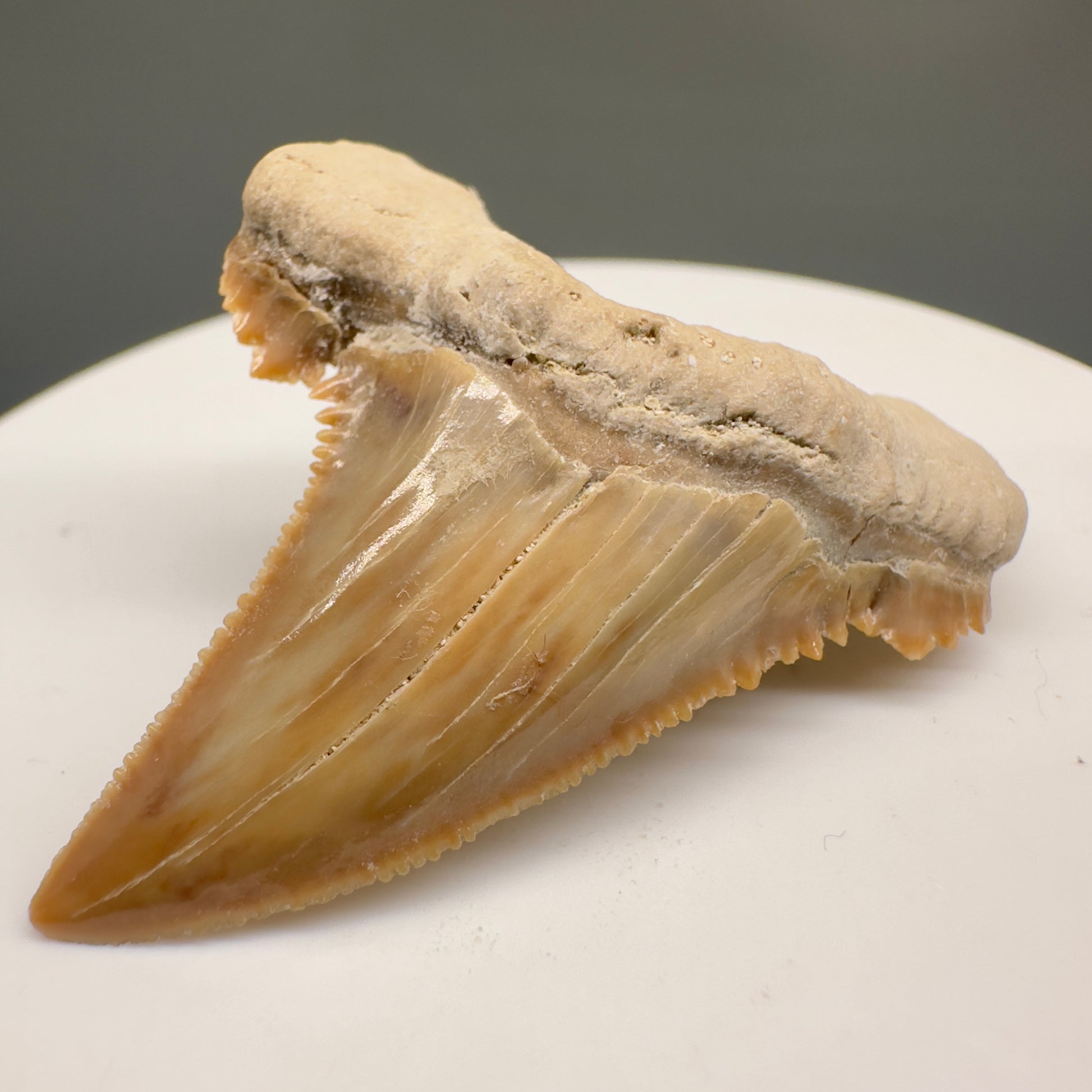 Gorgeous 1.68" Fossil Palaeocarcharodon orientalis tooth - Morocco R6000 - Front Right