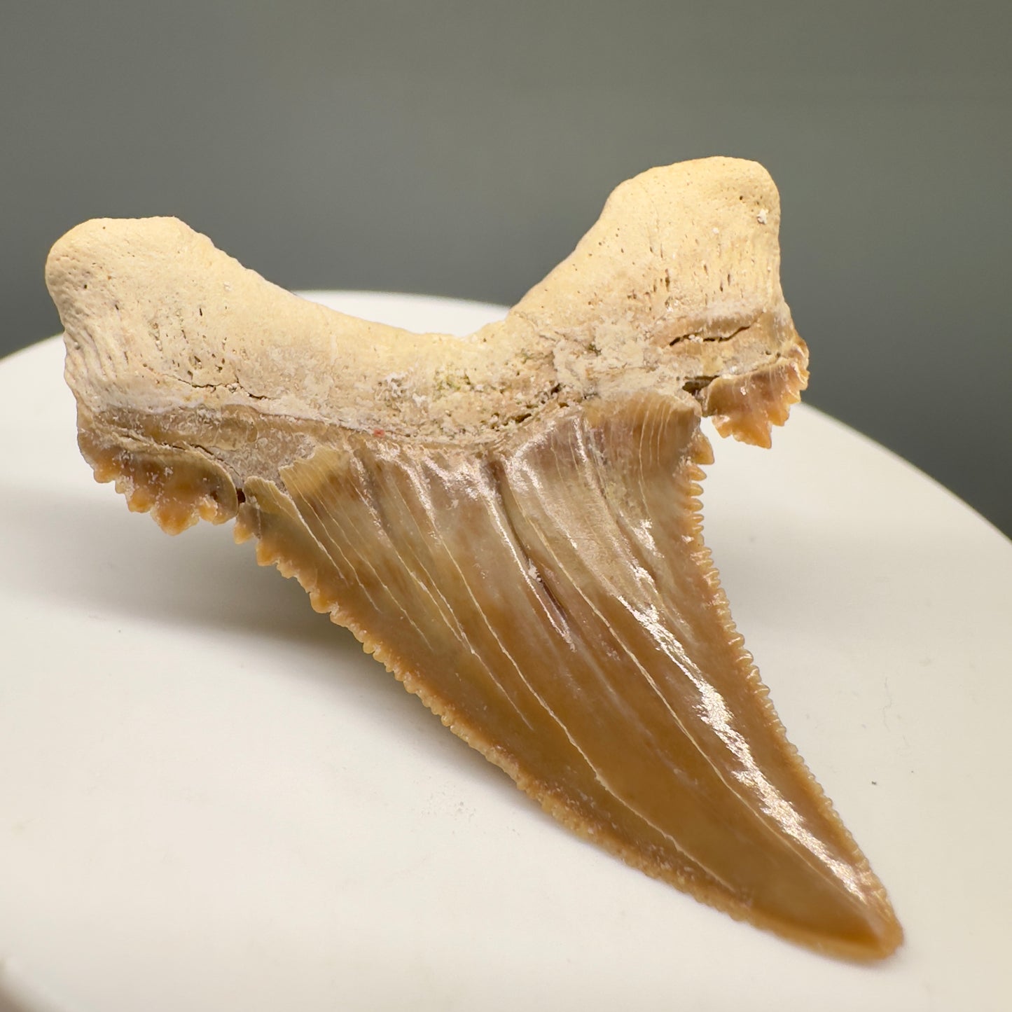 Gorgeous 1.68" Fossil Palaeocarcharodon orientalis tooth - Morocco R6000 - Back Left