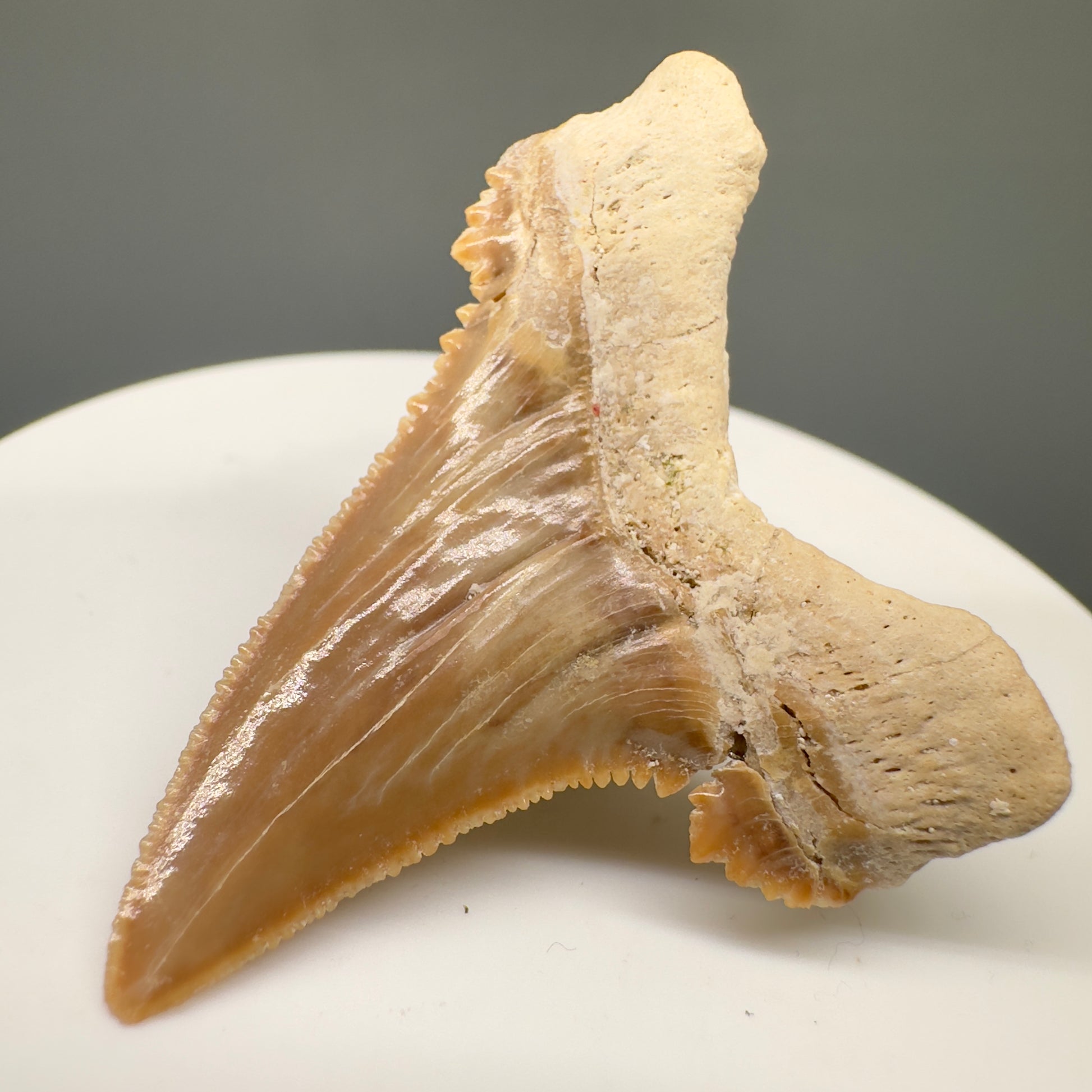 Gorgeous 1.68" Fossil Palaeocarcharodon orientalis tooth - Morocco R6000 - Back Right