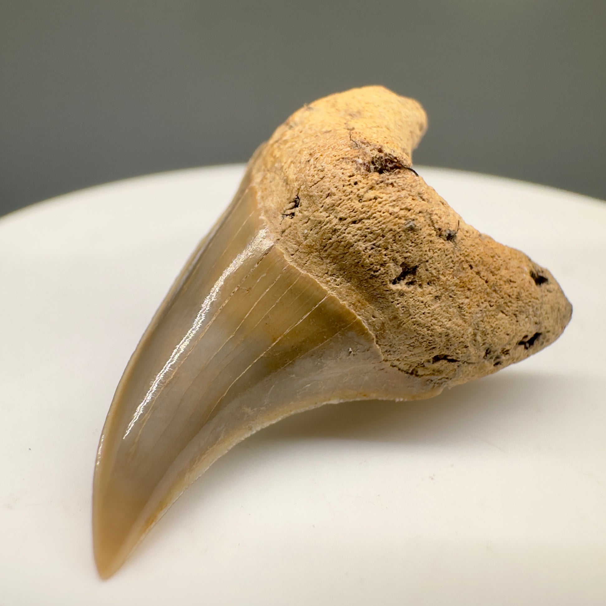 Rare 1.19" Fossil Parotodus sp. Fossil Tooth from Summerville, SC R596 - Front Right