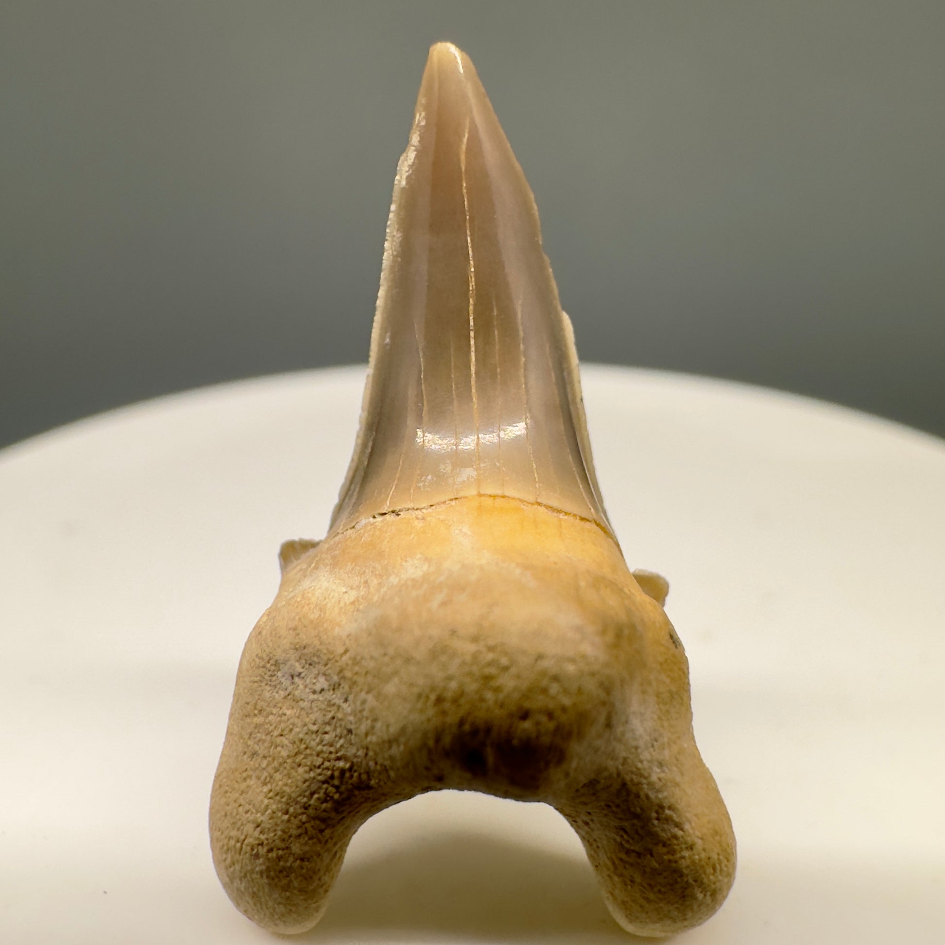 Rare 1.05" Fossil Parotodus mangyshlakensis Fossil Tooth from Kazakhstan R594 - Front