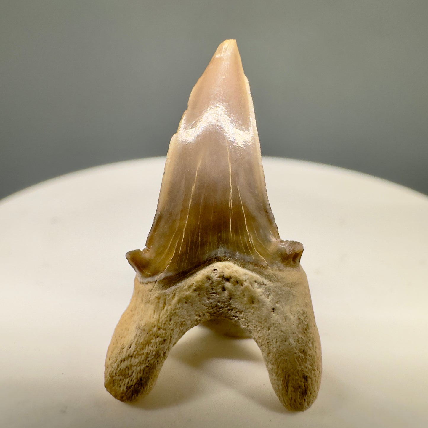 Rare 1.05" Fossil Parotodus mangyshlakensis Fossil Tooth from Kazakhstan R594 - Back