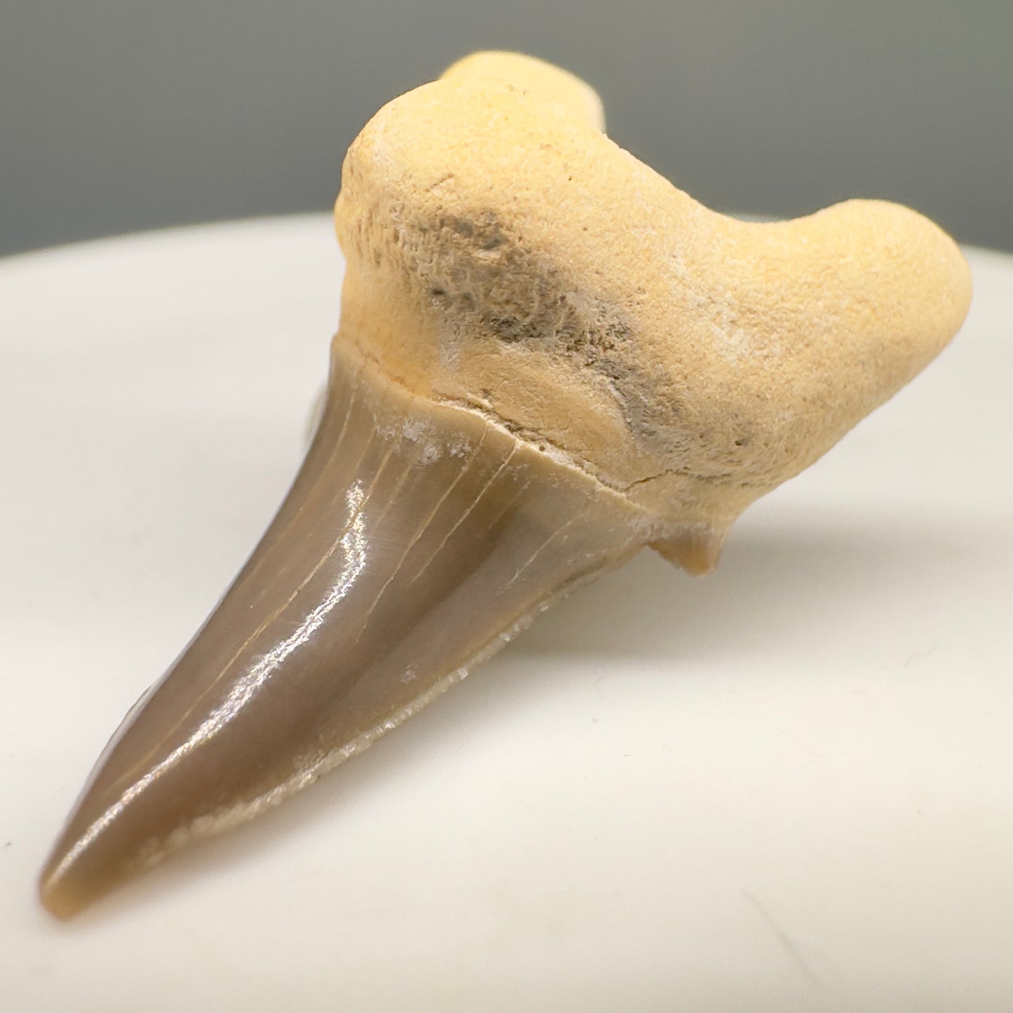 Rare 1.05" Fossil Parotodus mangyshlakensis Fossil Tooth from Kazakhstan R594 - Front Left