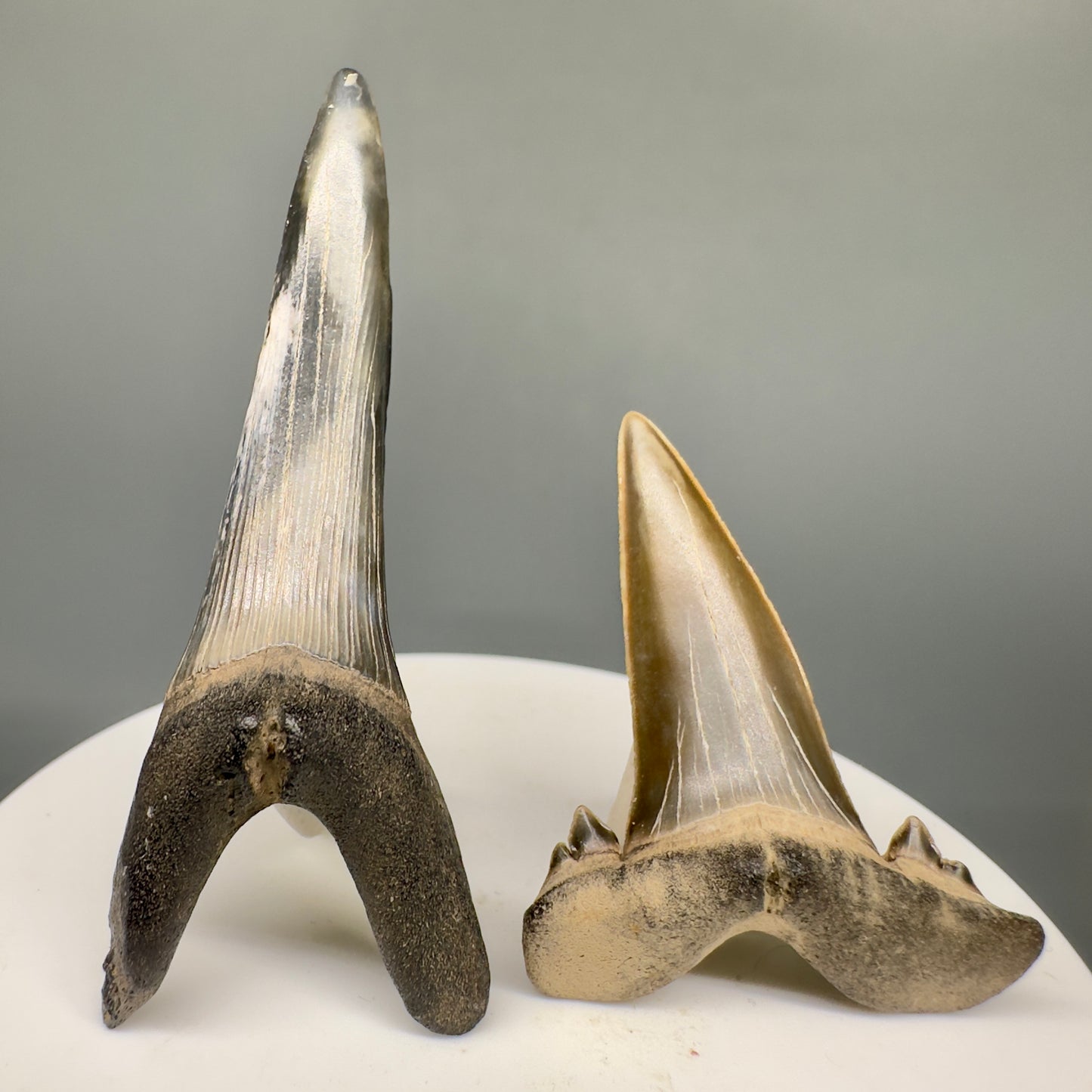 Upper and Lower Fossil Scapanorynchus texanus - Extinct Sand Tiger Shark Teeth - Mississippi R590 - Front1