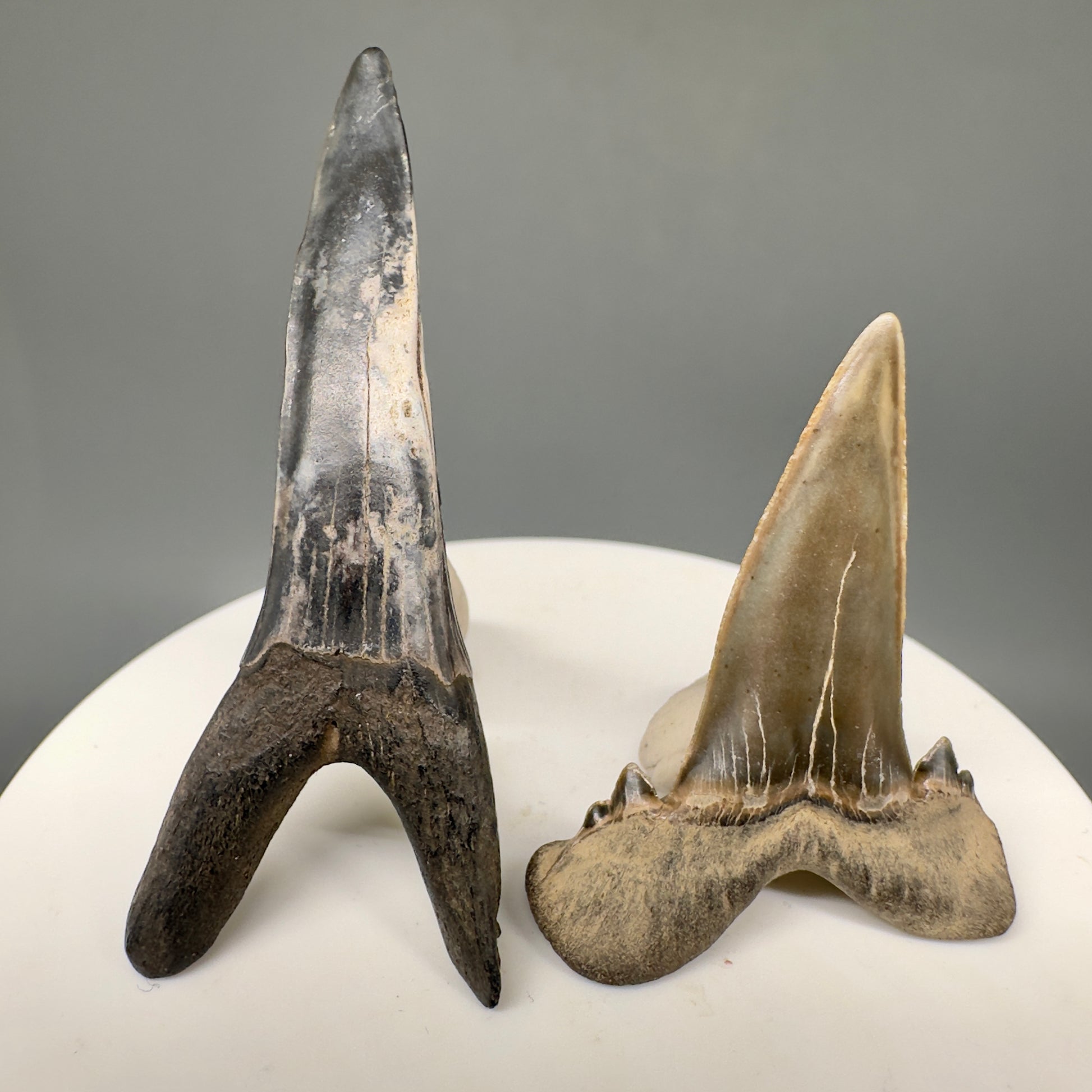 Upper and Lower Fossil Scapanorynchus texanus - Extinct Sand Tiger Shark Teeth - Mississippi R590 - Back