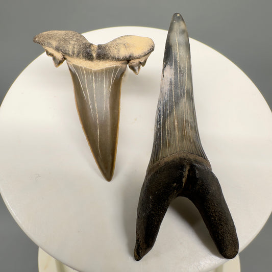 Upper and Lower Fossil Scapanorynchus texanus - Extinct Sand Tiger Shark Teeth - Mississippi R590 - Front