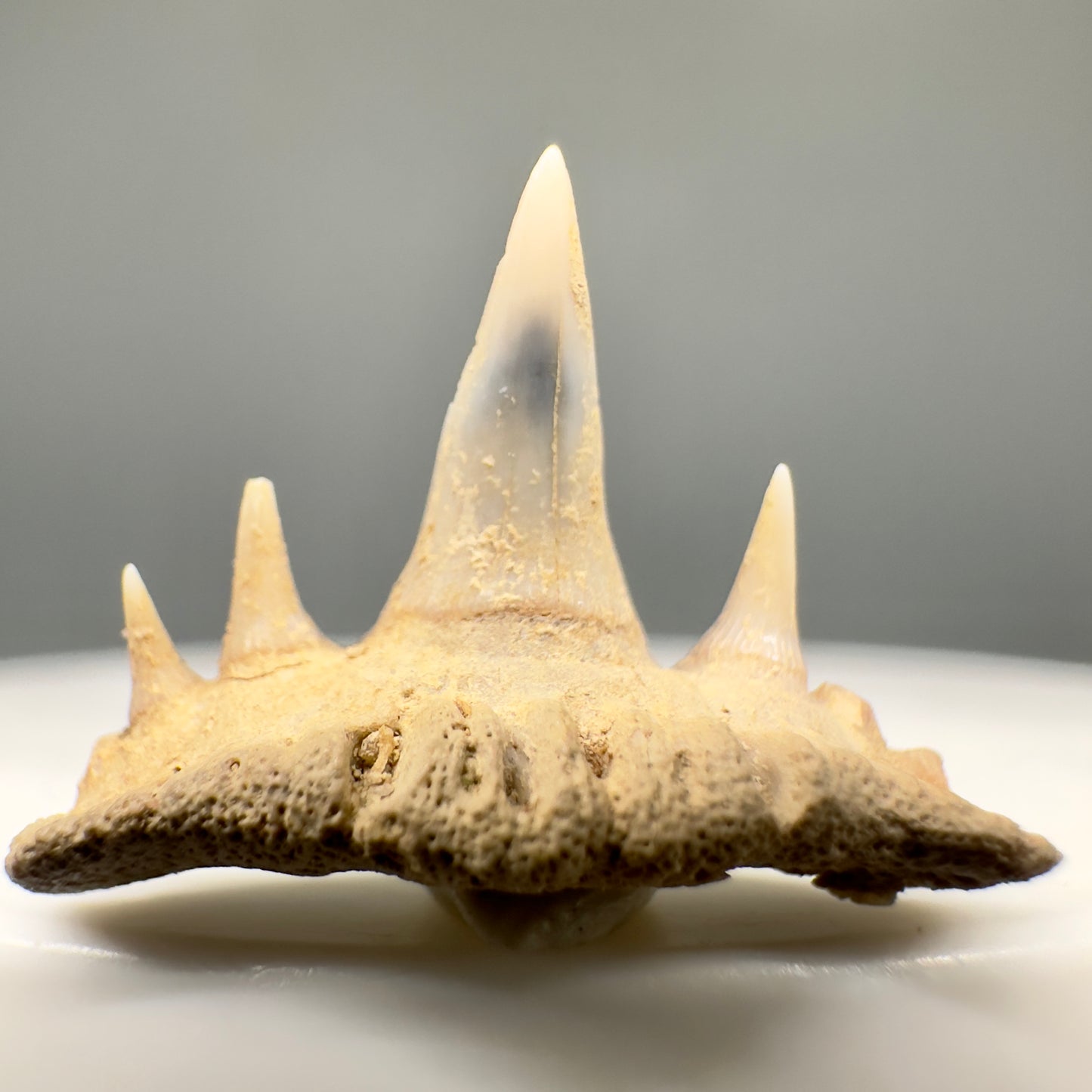 Rare 0.76" Fossil Paraorthacodus eocaenus Shark Tooth from Central Kazakhstan