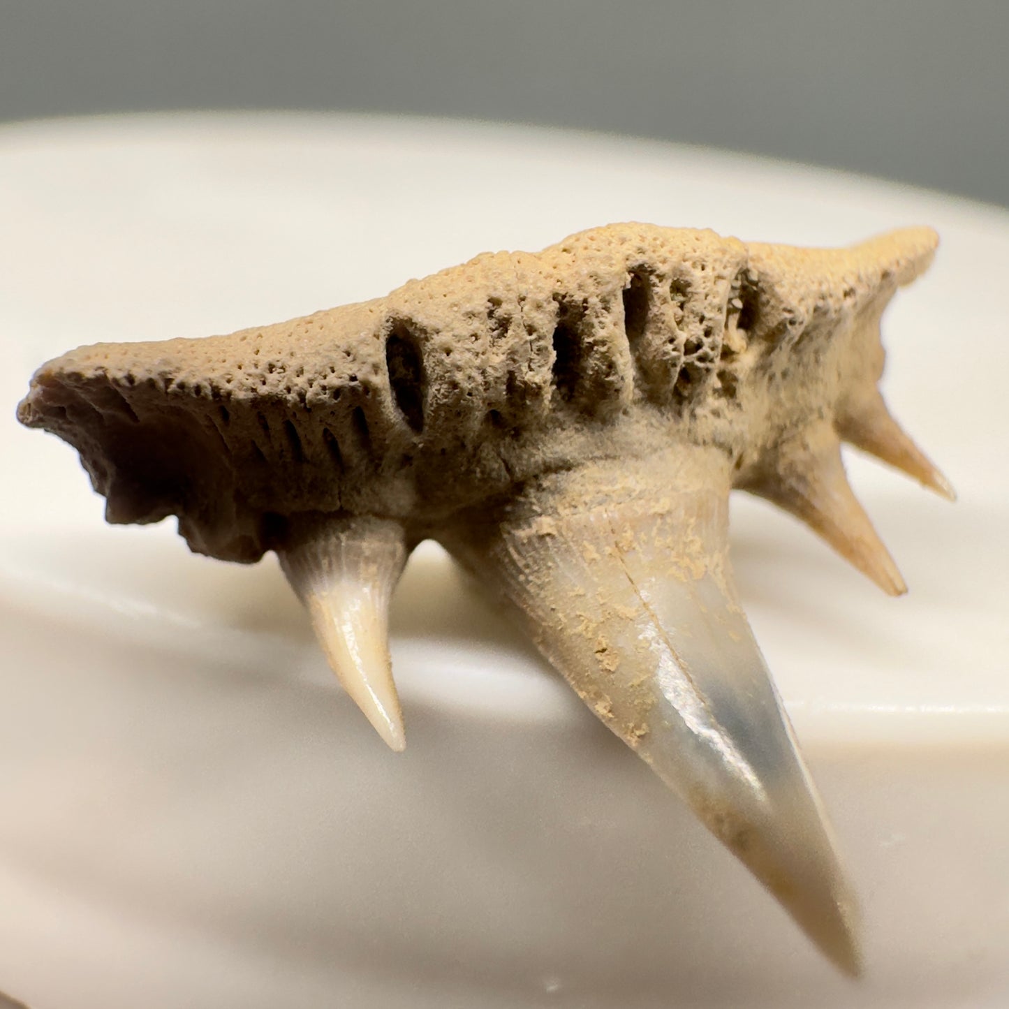 Rare 0.76" Fossil Paraorthacodus eocaenus Shark Tooth from Central Kazakhstan