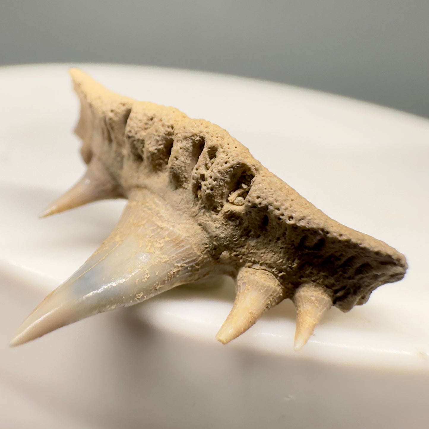 Rare 0.76" Fossil Paraorthacodus eocaenus Shark Tooth from Central Kazakhstan