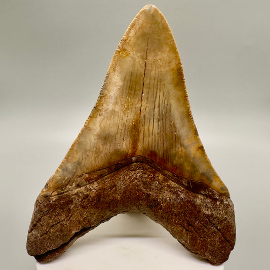 Beautiful colors 3.78" Fossil Megalodon Shark Tooth:  Southeast USA megalodonteeth.com CM4771 - Back