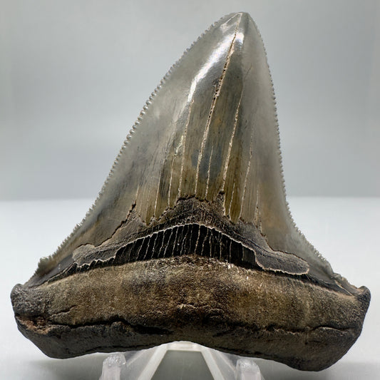 Large 3.57" Serrated Fossil Carcharocles angustidens Shark Tooth - South Carolina AN432 - Front