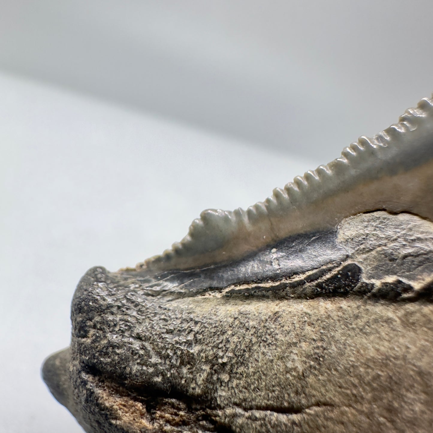 Large 3.57" Serrated Fossil Carcharocles angustidens Shark Tooth - South Carolina AN432 - cusp detail