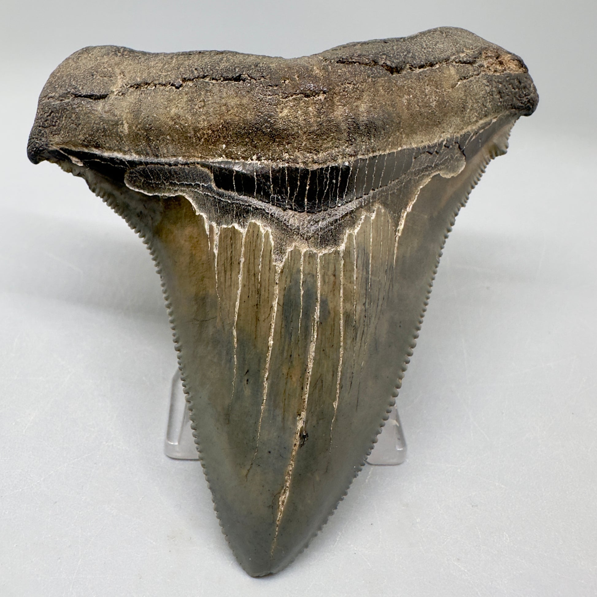 Large 3.57" Serrated Fossil Carcharocles angustidens Shark Tooth - South Carolina AN432 - Front1