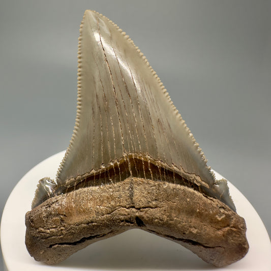 Spectacular 2.57" Serrated Fossil Carcharocles angustidens Shark Tooth - South Carolina AN430 - Front