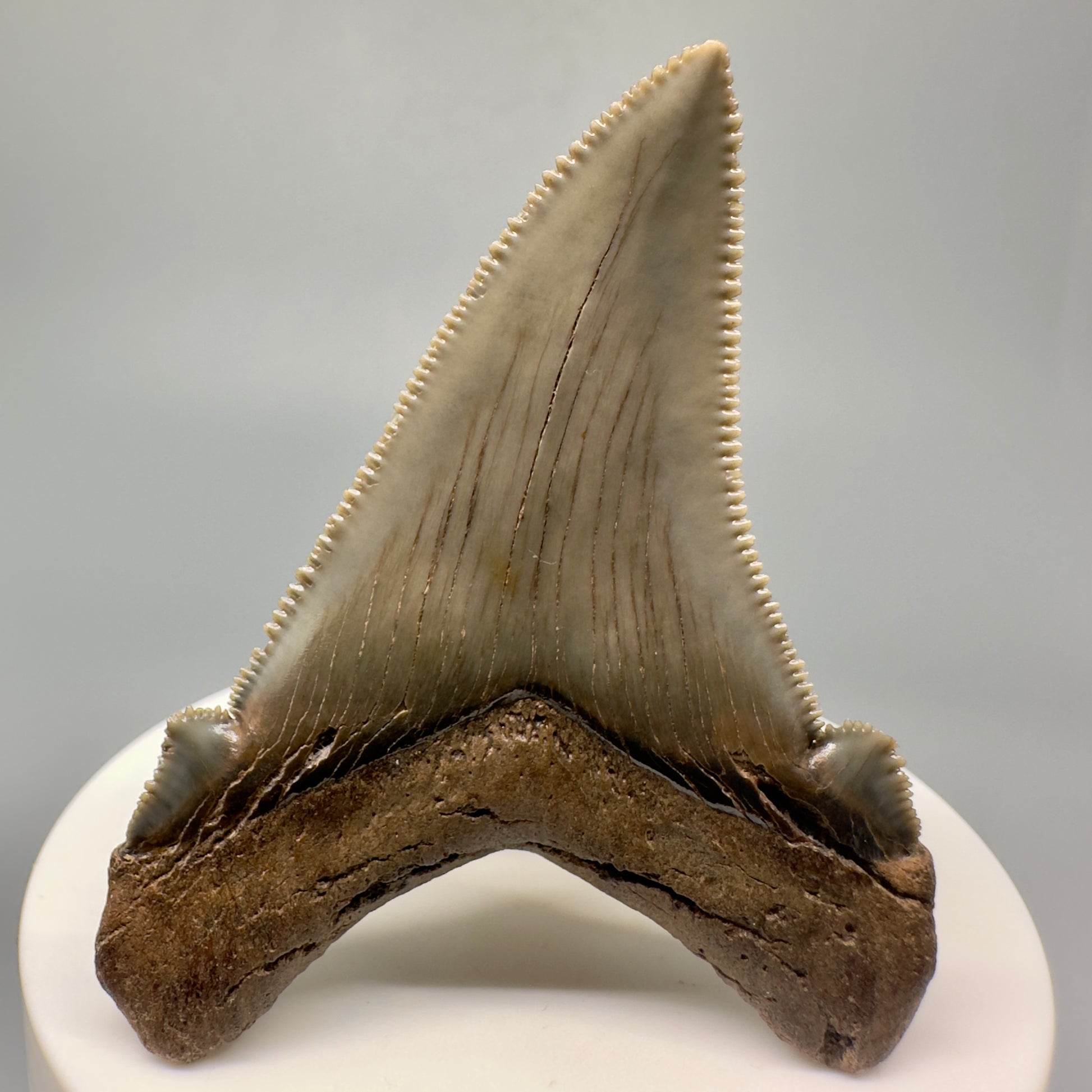 Spectacular 2.57" Serrated Fossil Carcharocles angustidens Shark Tooth - South Carolina AN430 - Back 