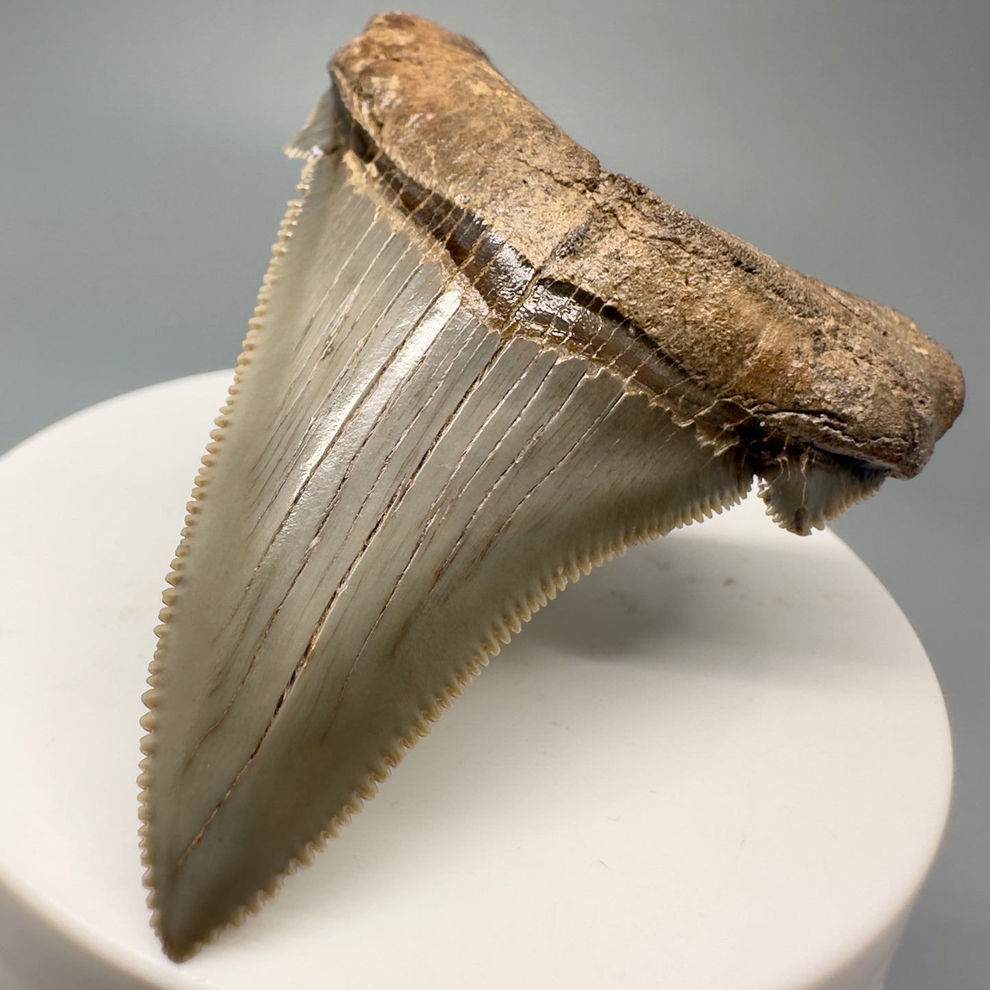 Spectacular 2.57" Serrated Fossil Carcharocles angustidens Shark Tooth - South Carolina AN430 - Front Right 