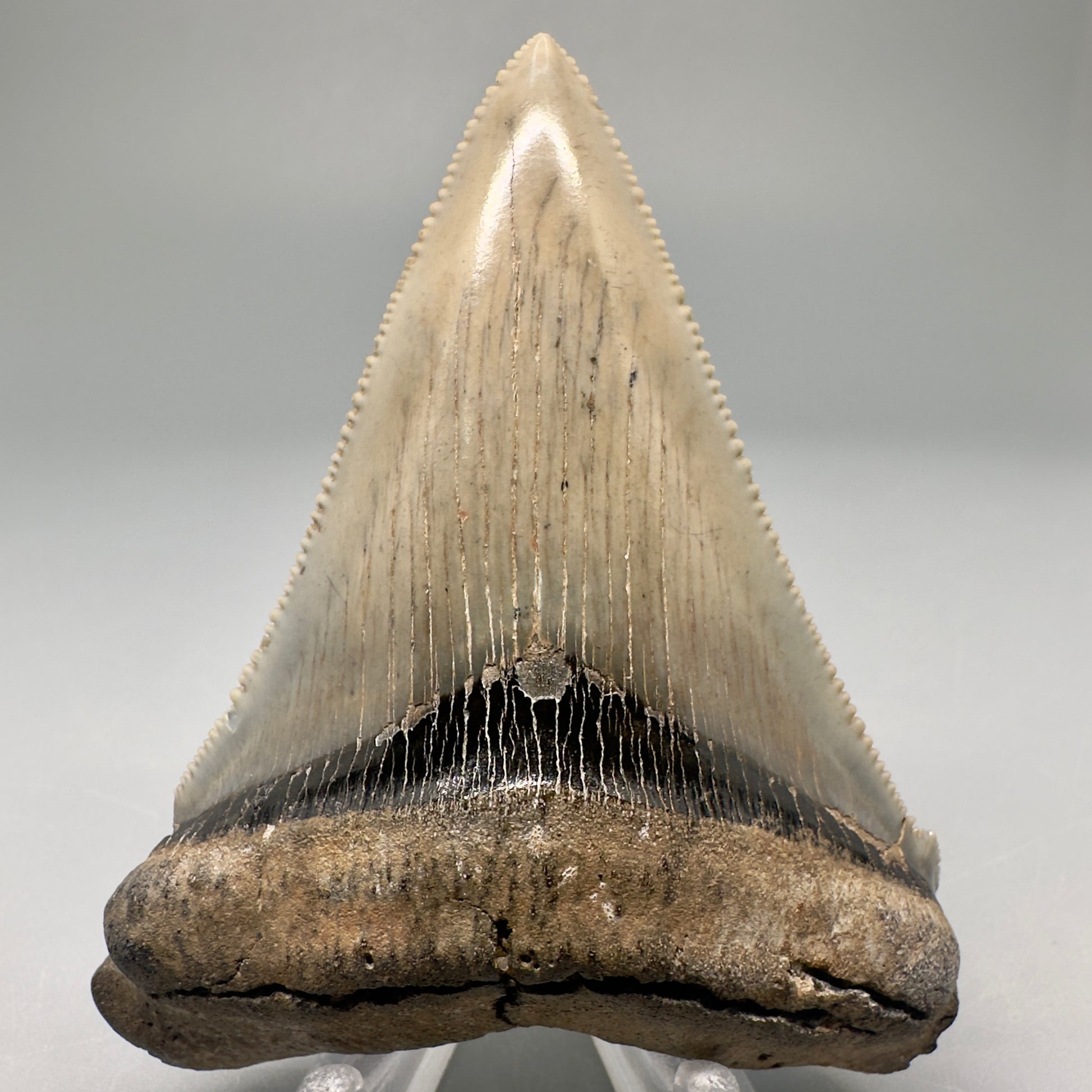 Spectacular, large 3.24" Serrated Fossil Carcharocles angustidens Shark Tooth - South Carolina AN431 - Front