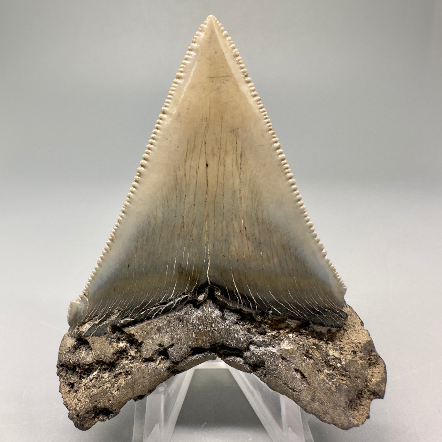 Spectacular, large 3.24" Serrated Fossil Carcharocles angustidens Shark Tooth - South Carolina AN431 - Back1