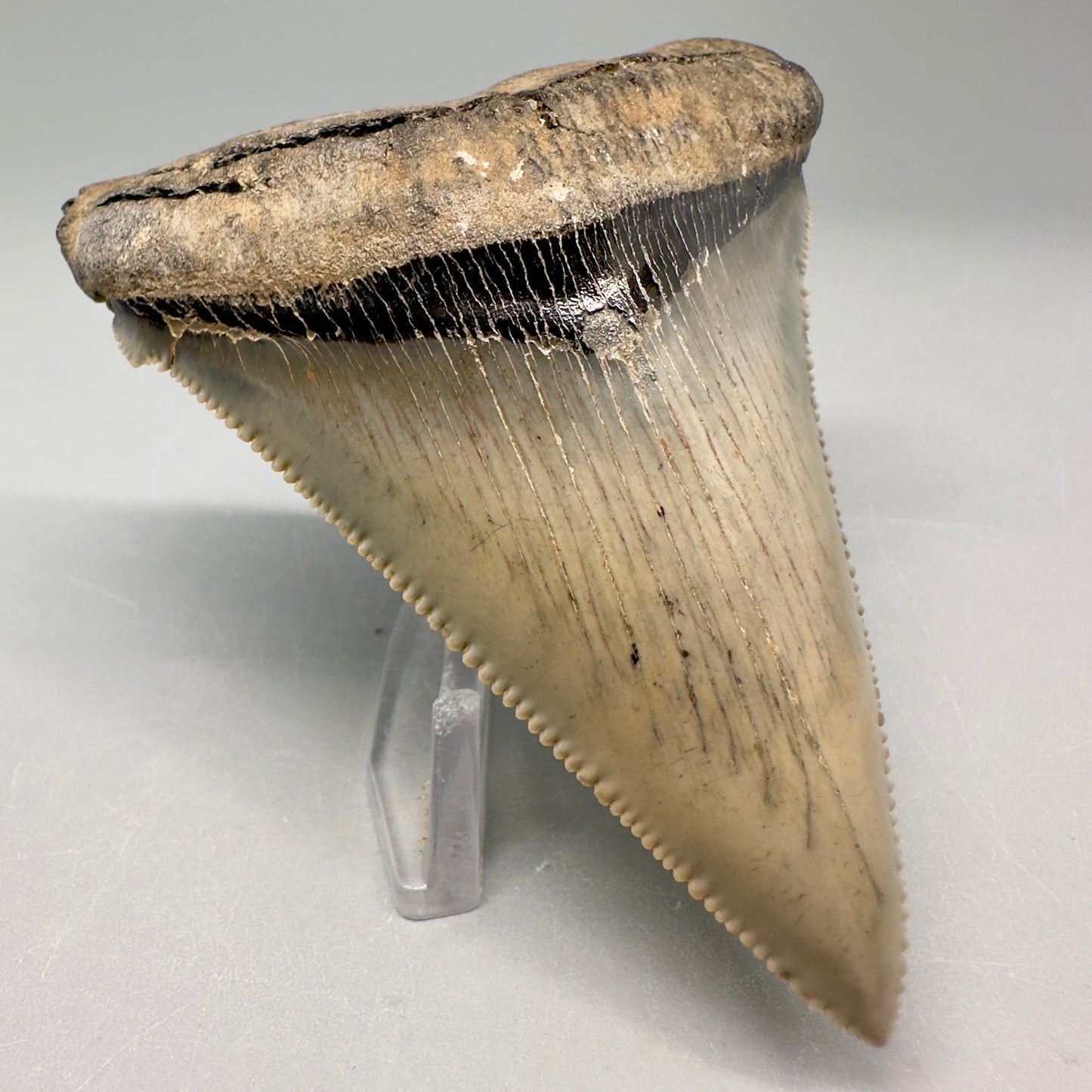 Spectacular, large 3.24" Serrated Fossil Carcharocles angustidens Shark Tooth - South Carolina AN431 - Front Left