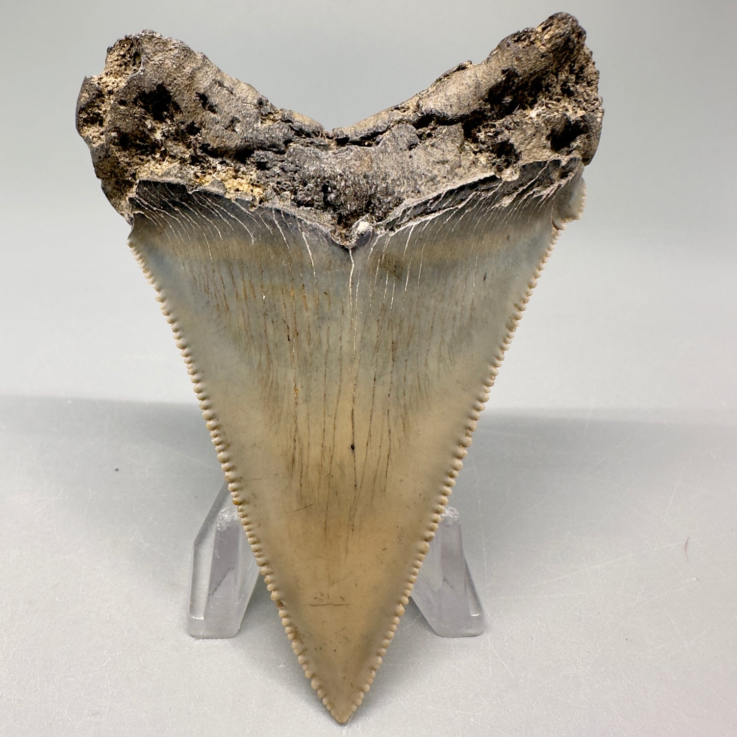 Spectacular, large 3.24" Serrated Fossil Carcharocles angustidens Shark Tooth - South Carolina AN431 - Back 