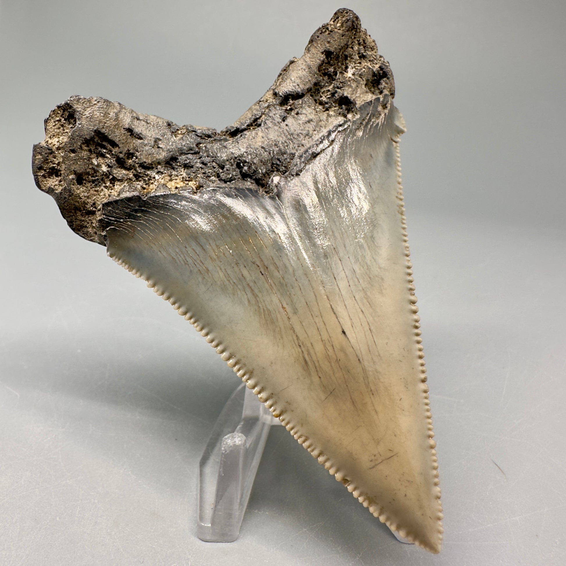 Spectacular, large 3.24" Serrated Fossil Carcharocles angustidens Shark Tooth - South Carolina AN431 - Back Left