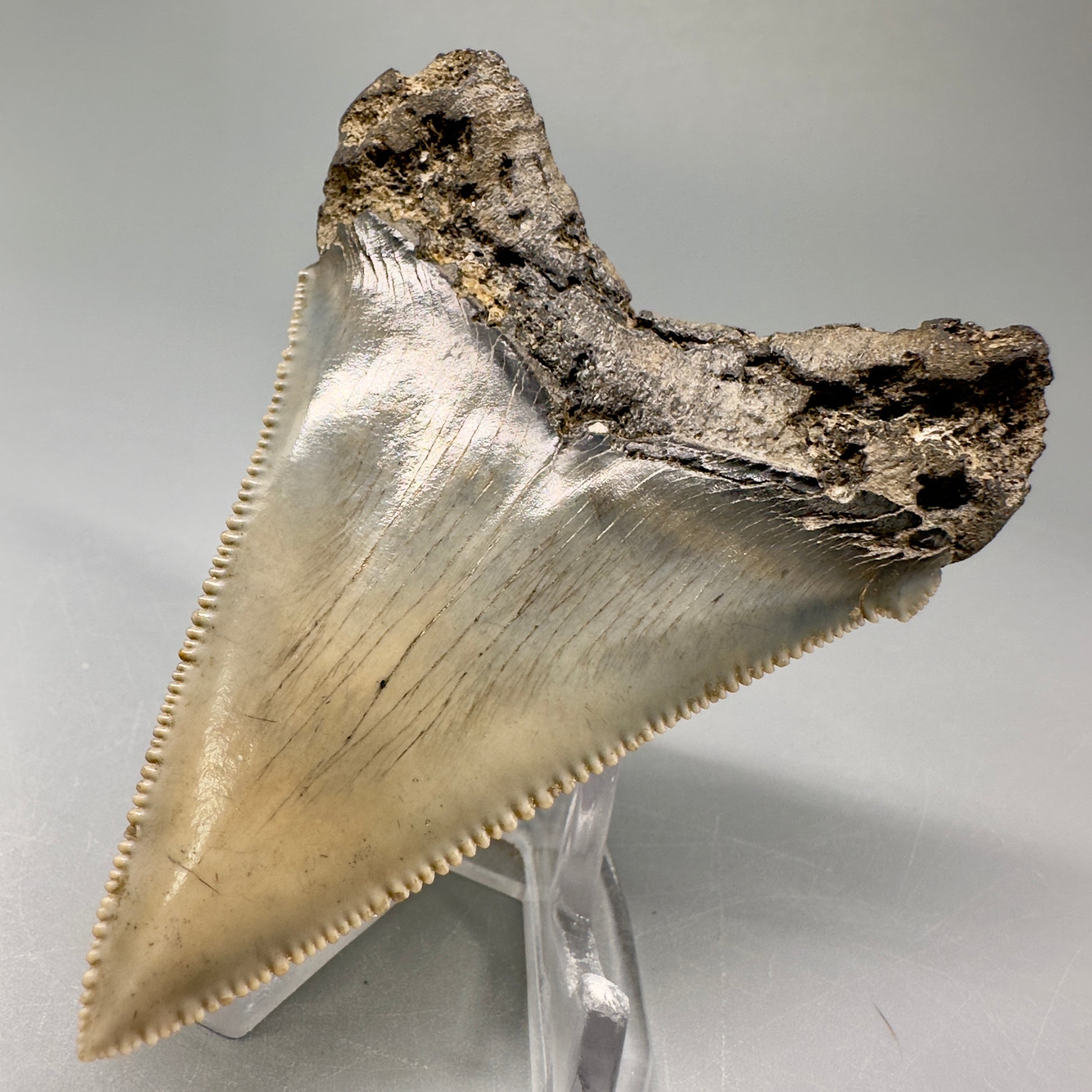 Spectacular, large 3.24" Serrated Fossil Carcharocles angustidens Shark Tooth - South Carolina AN431 - Back Right