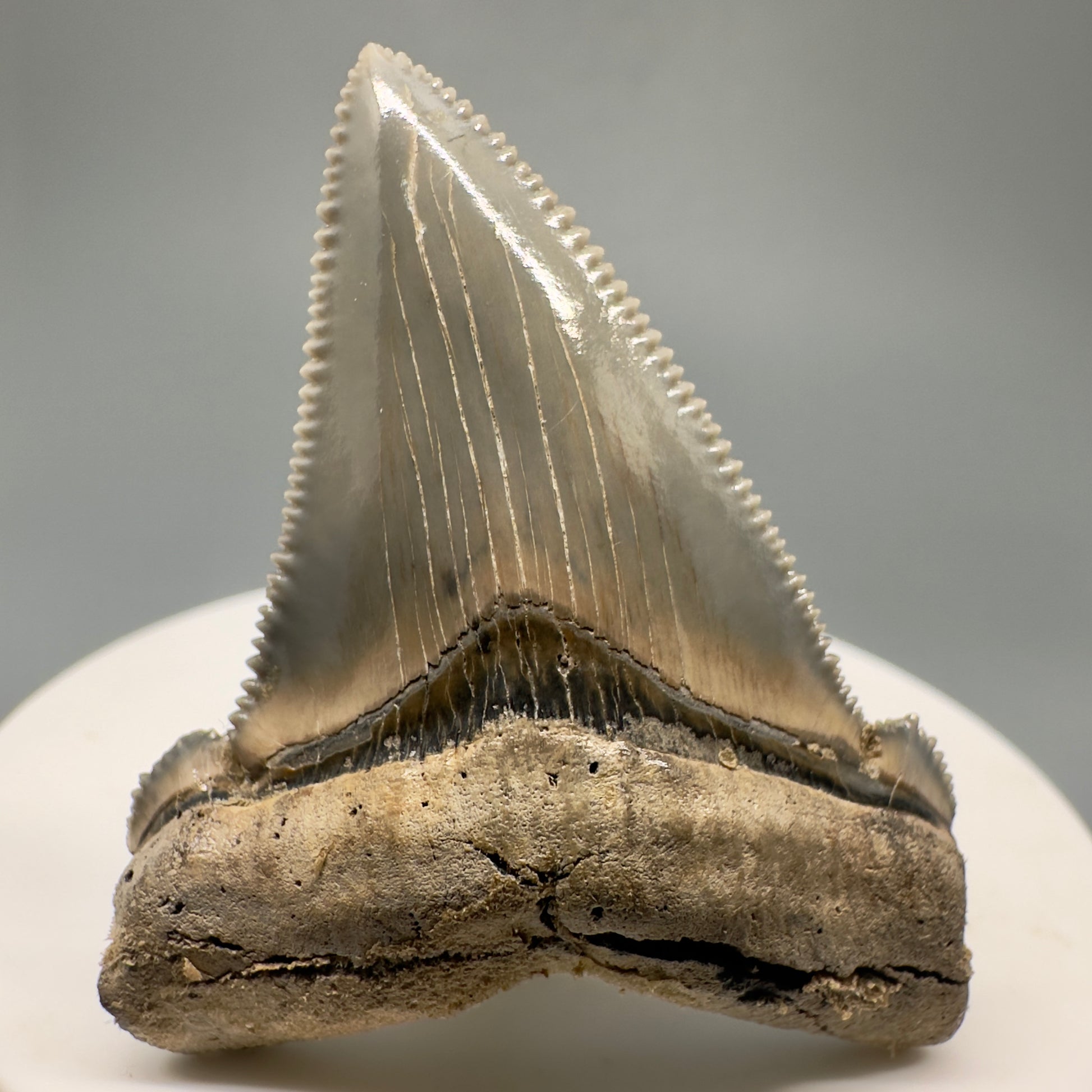 Spectacular 2.00" Serrated Fossil Carcharocles angustidens Shark Tooth - South Carolina AN429 - Front