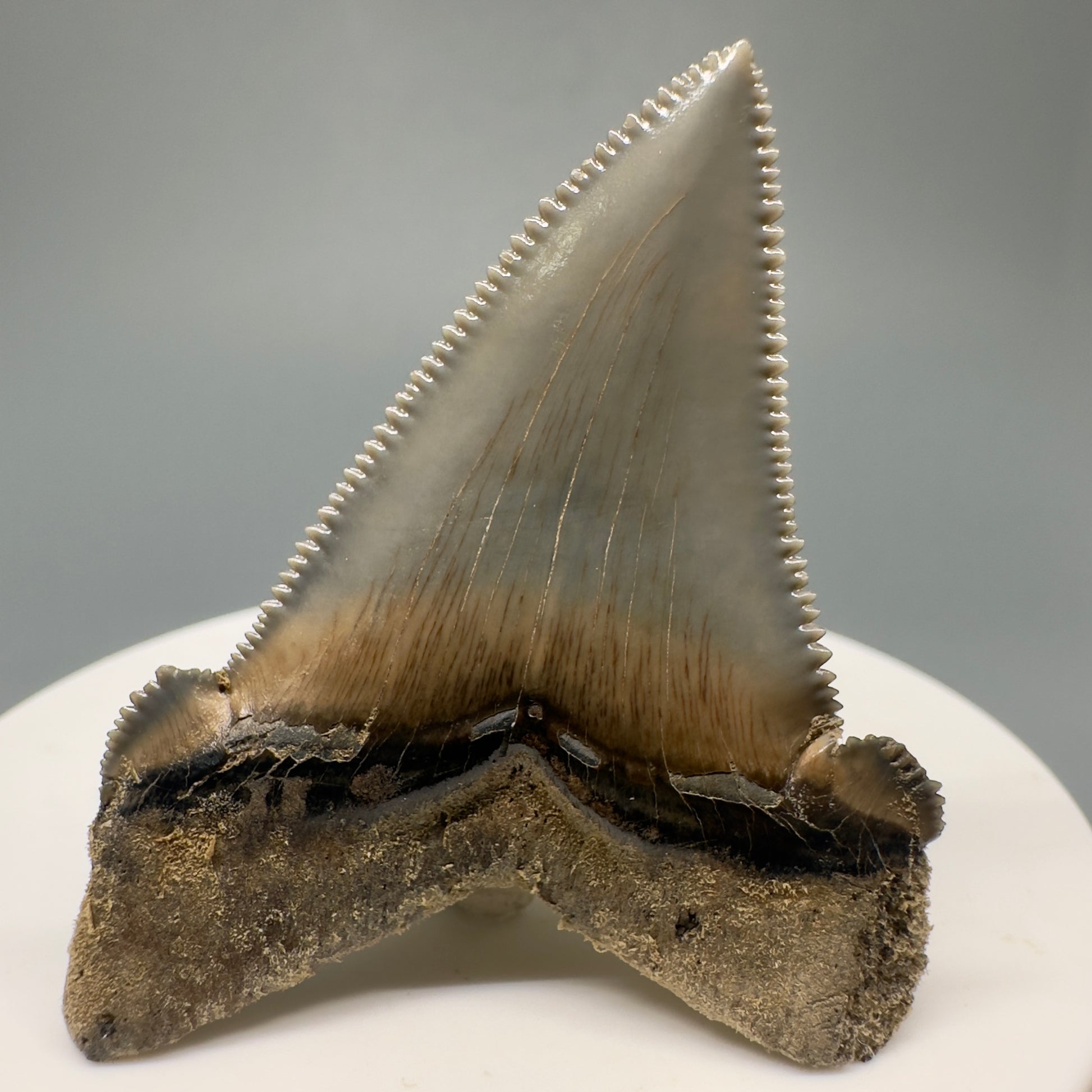 Spectacular 2.00" Serrated Fossil Carcharocles angustidens Shark Tooth - South Carolina AN429 - Back 