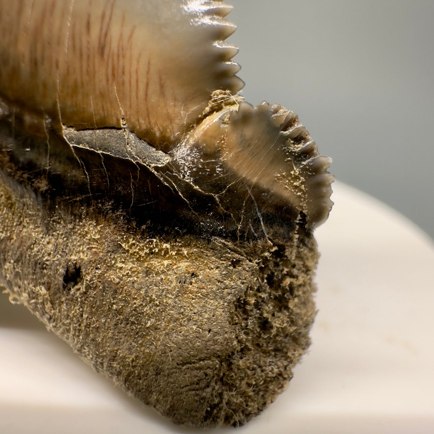 Spectacular 2.00" Serrated Fossil Carcharocles angustidens Shark Tooth - South Carolina AN429 - Cusp Detail