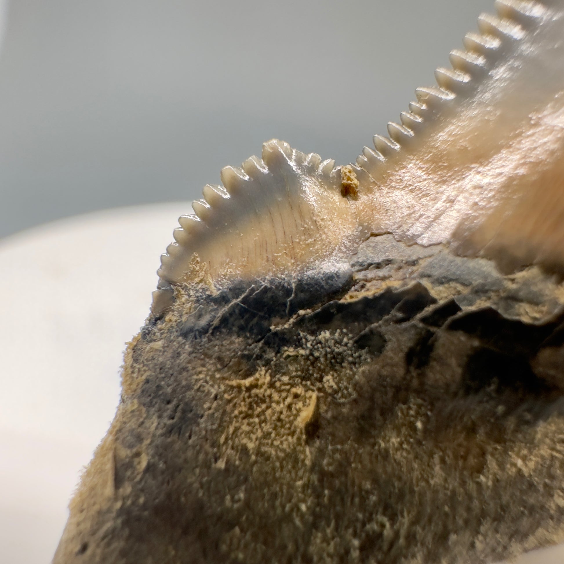 Spectacular 2.00" Serrated Fossil Carcharocles angustidens Shark Tooth - South Carolina AN429 - Cusp detail1