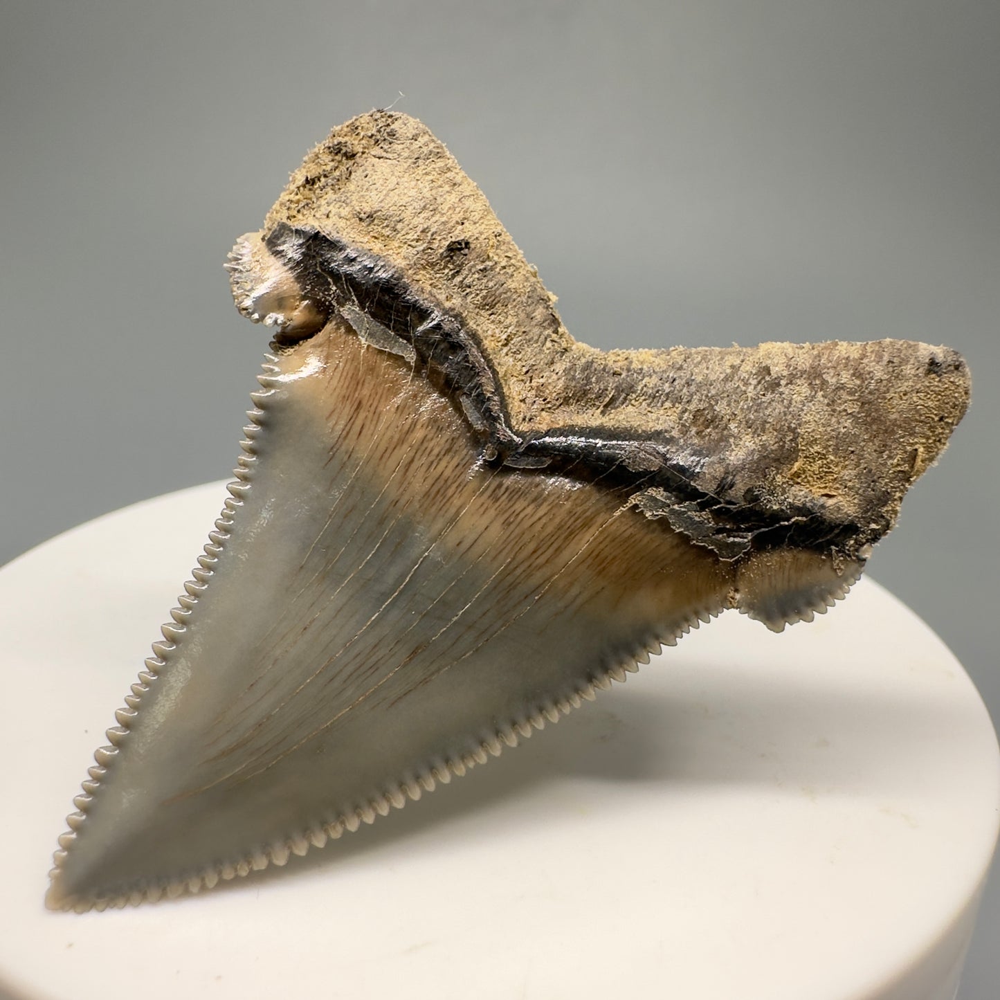 Spectacular 2.00" Serrated Fossil Carcharocles angustidens Shark Tooth - South Carolina AN429 - Back Right