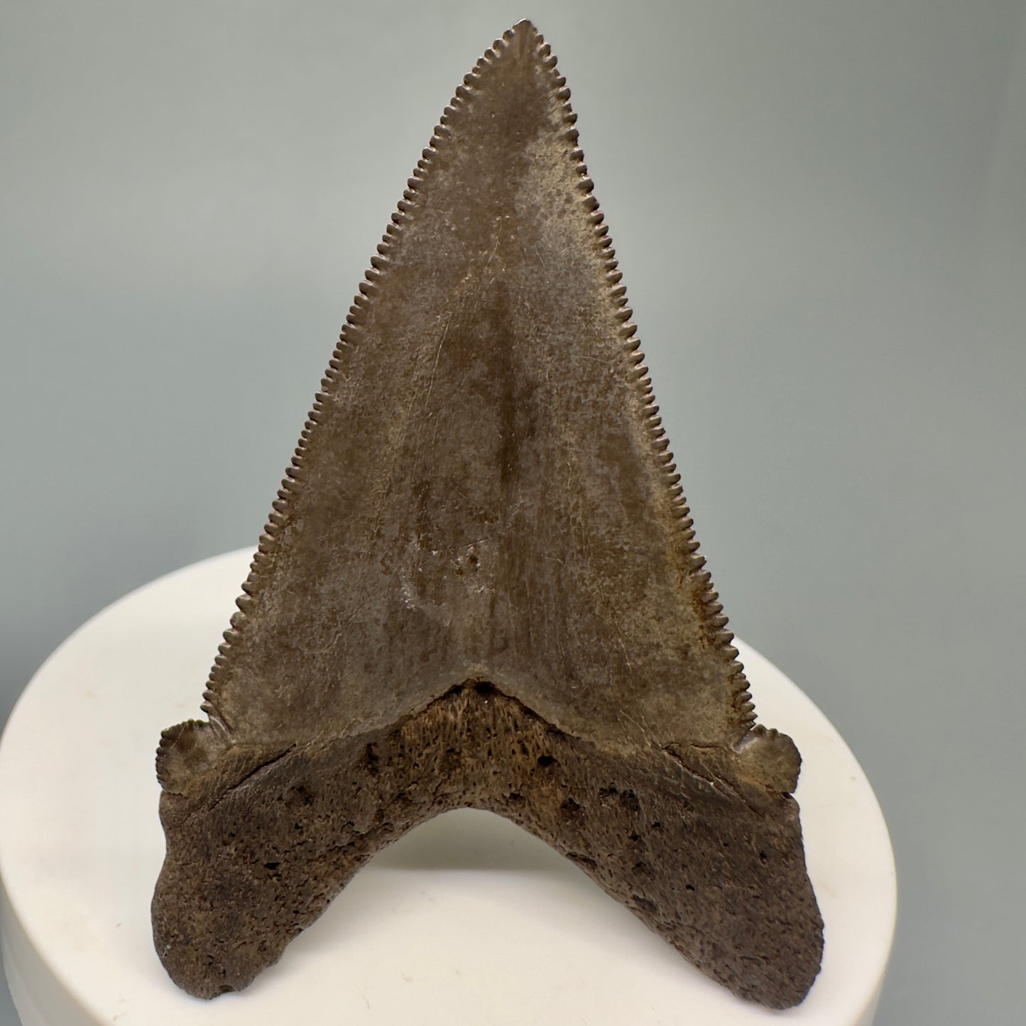 Brown, serrated  2.43" Serrated Fossil Carcharocles angustidens Shark Tooth from South Carolina AN433 - Back 