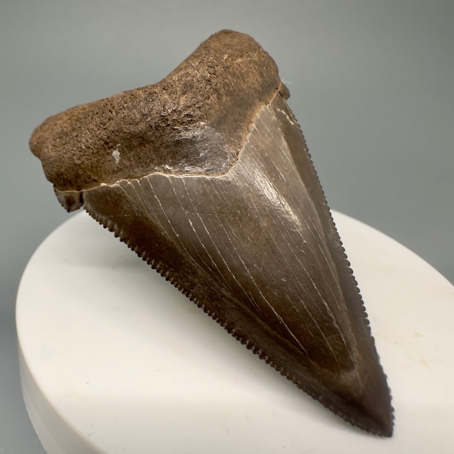 Brown, serrated  2.43" Serrated Fossil Carcharocles angustidens Shark Tooth from South Carolina AN433 - Front Left