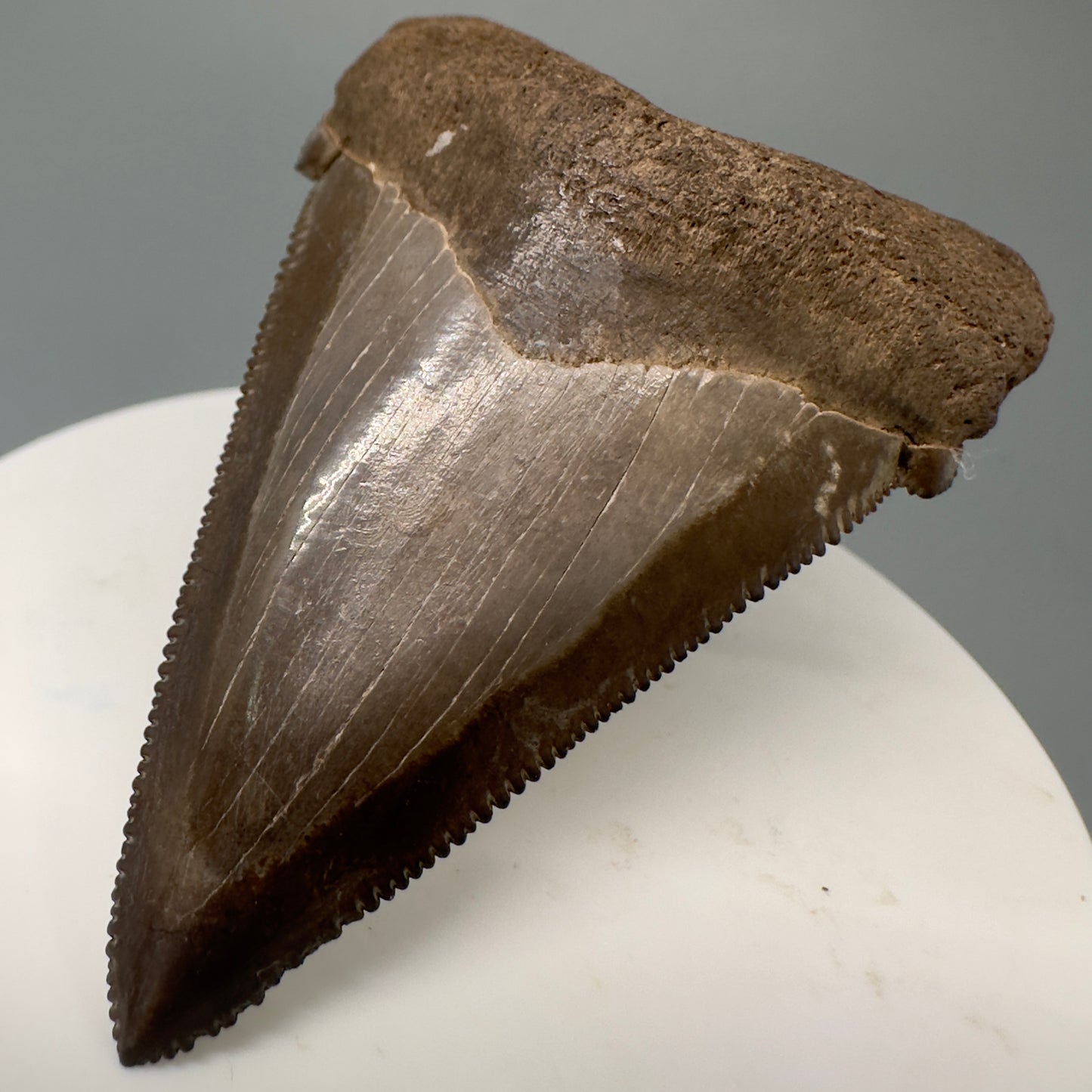 Brown, serrated  2.43" Serrated Fossil Carcharocles angustidens Shark Tooth from South Carolina AN433 - Front Right