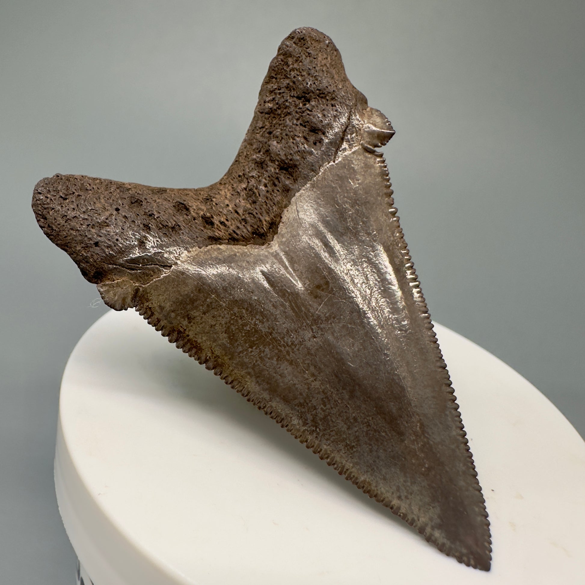 Brown, serrated  2.43" Serrated Fossil Carcharocles angustidens Shark Tooth from South Carolina AN433 - Back Left