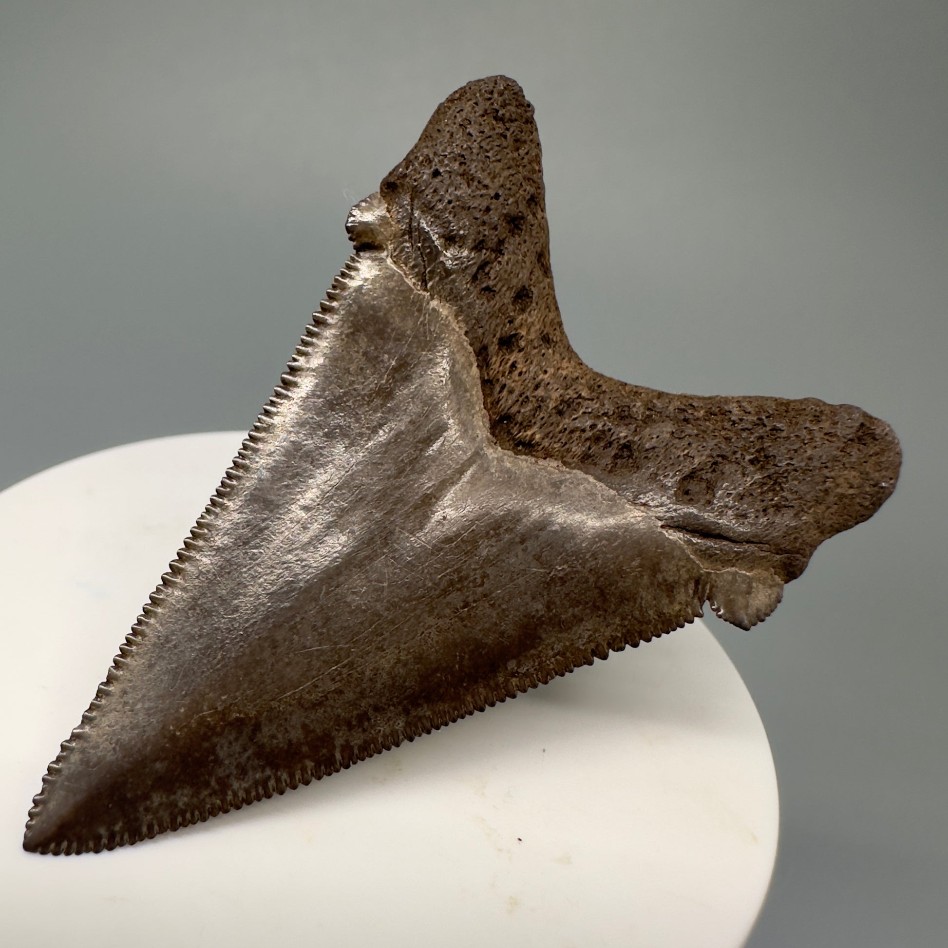 Brown, serrated  2.43" Serrated Fossil Carcharocles angustidens Shark Tooth from South Carolina AN433 - Back Right