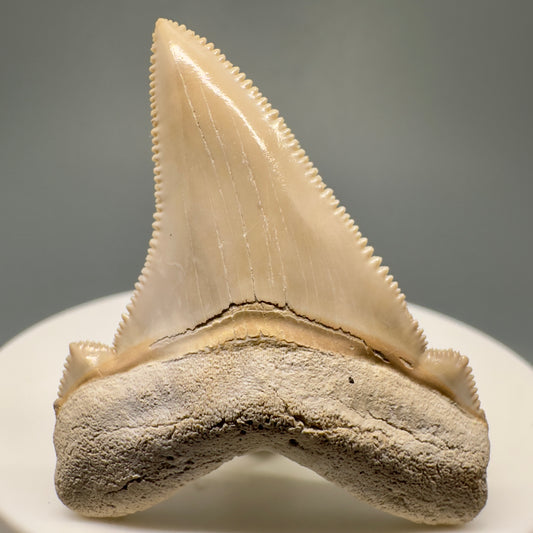 High Quality 1.82" serrated Fossil Carcharocles angustidens Shark Tooth from Summerville, South Carolina AN427 - Front