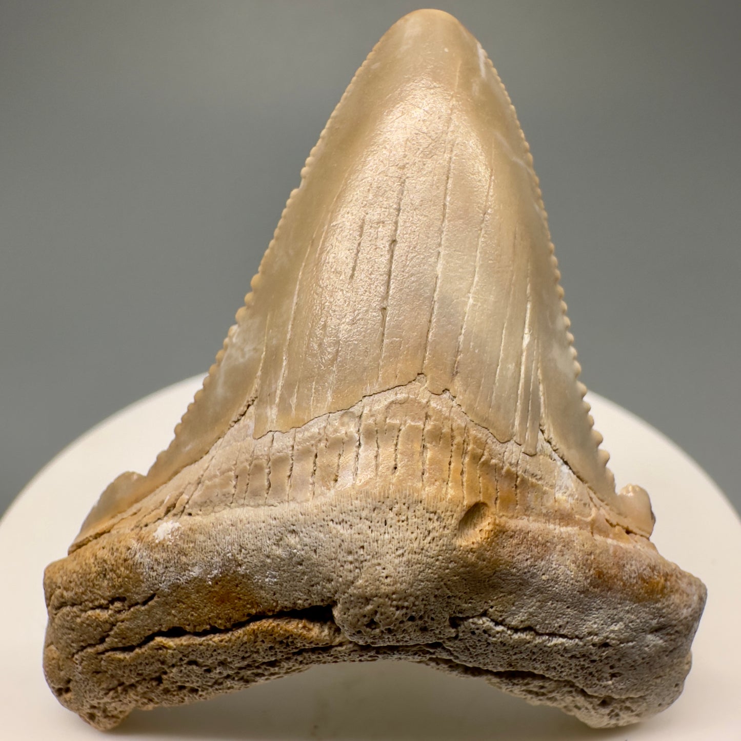 Colorful 2.12" Fossil Carcharocles angustidens Shark Tooth from Summerville, South Carolina AN428 - Front