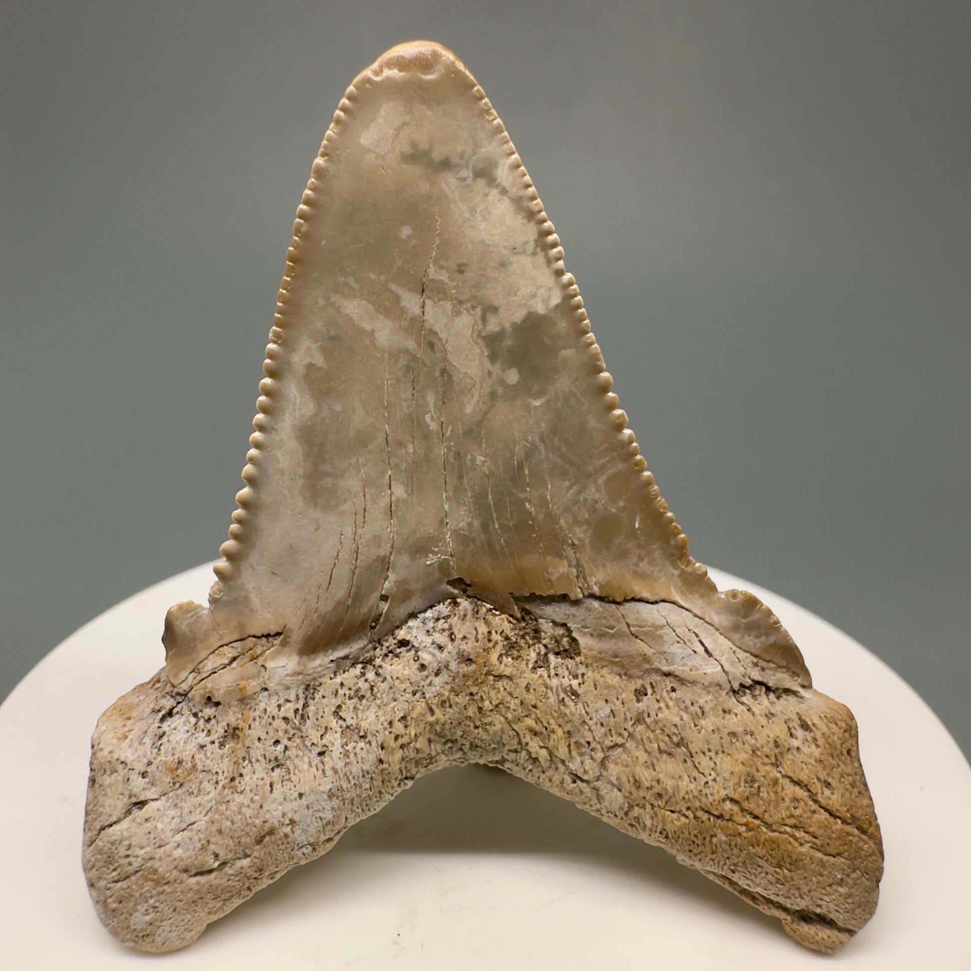 Colorful 2.12" Fossil Carcharocles angustidens Shark Tooth from Summerville, South Carolina AN428 - Back