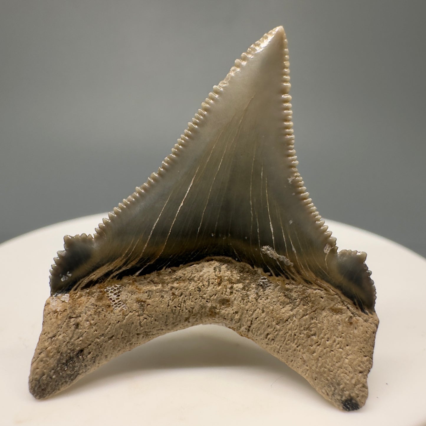 Colorful, serrated 1.45" Fossil Carcharocles angustidens Shark Tooth from Summerville, South Carolina