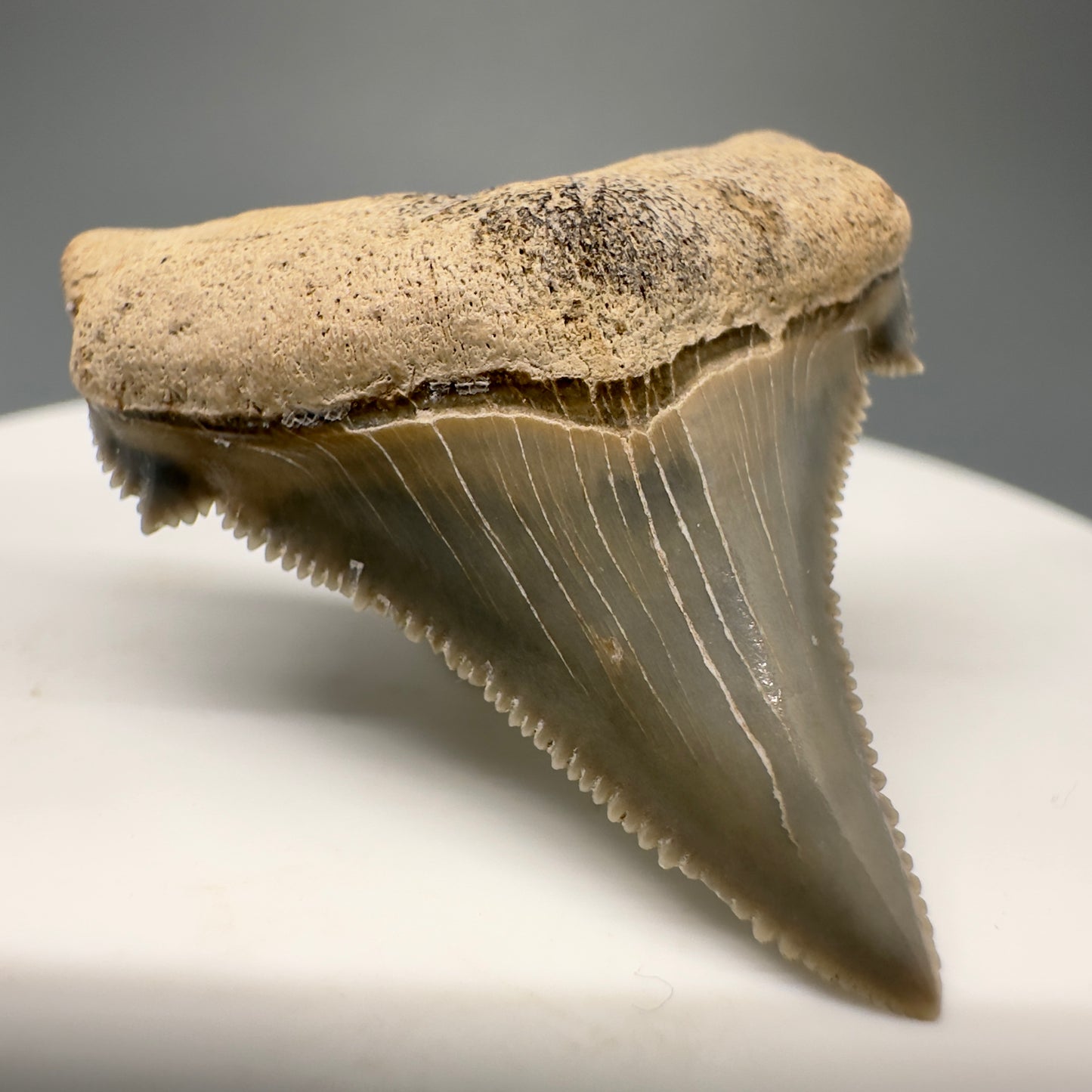 Colorful, serrated 1.45" Fossil Carcharocles angustidens Shark Tooth from Summerville, South Carolina